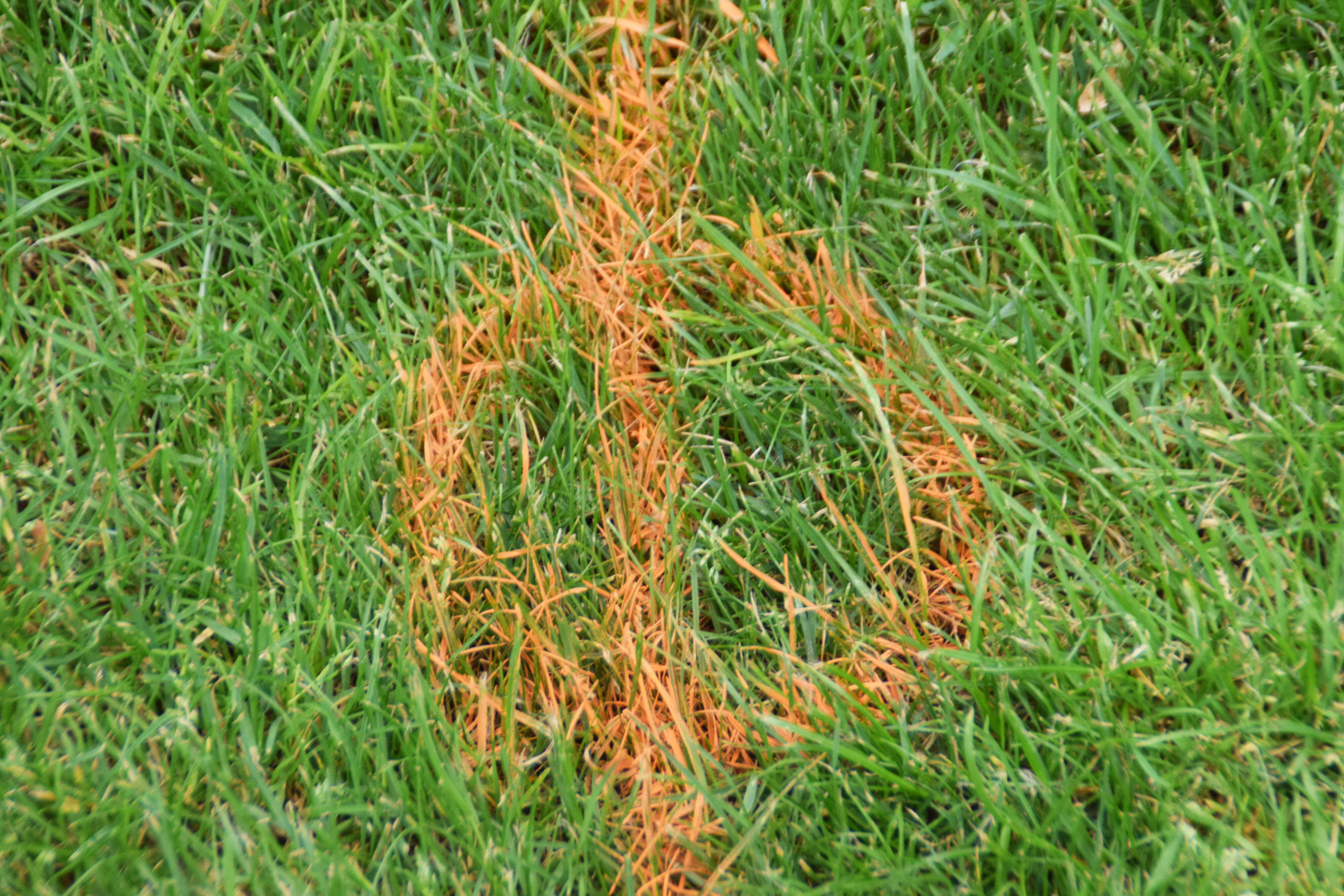 2019 SoLA 50th Anniversary Reunion 11062019 100