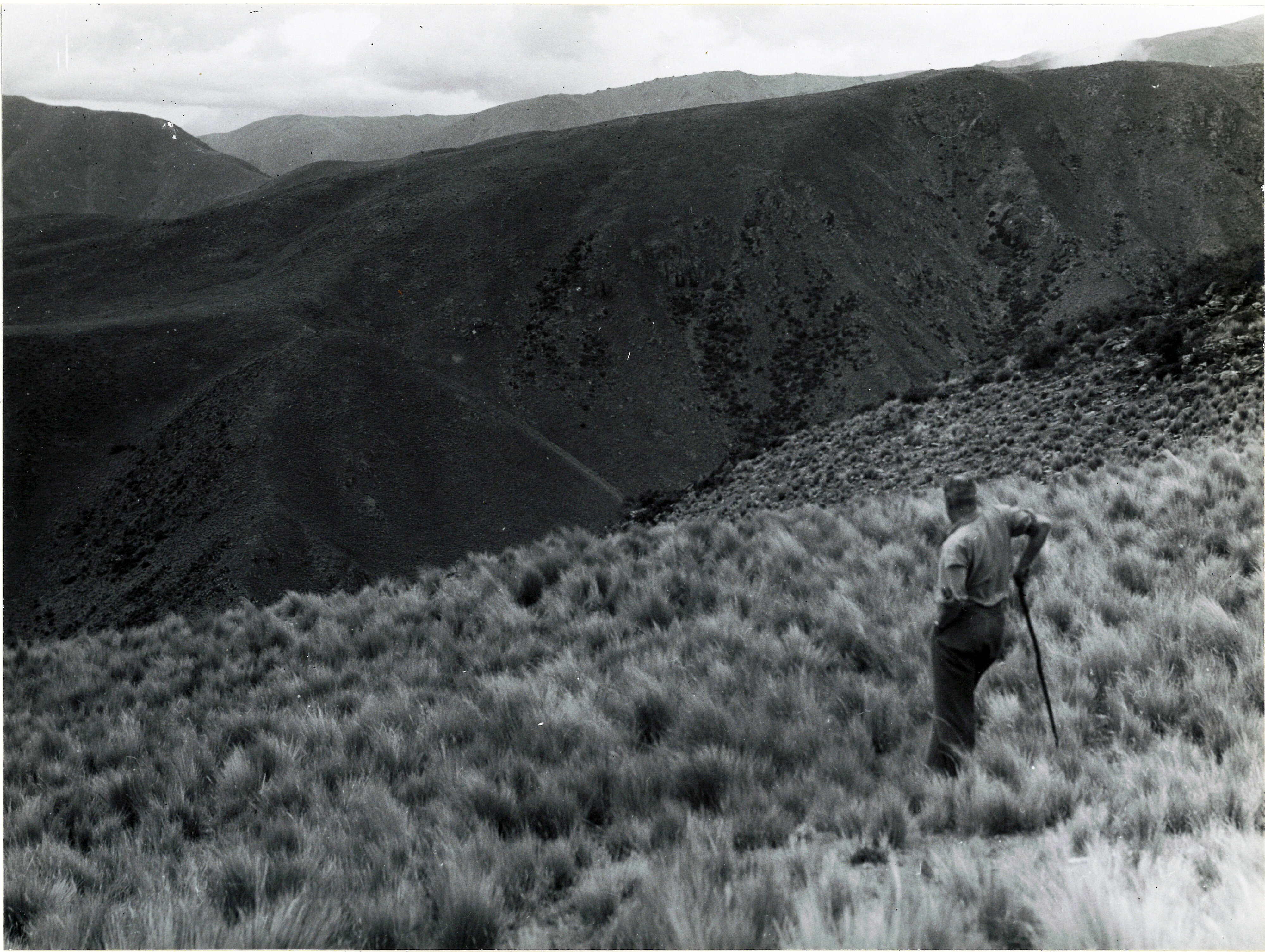 8 Unburnt tussock on the saddles of Chapman's run