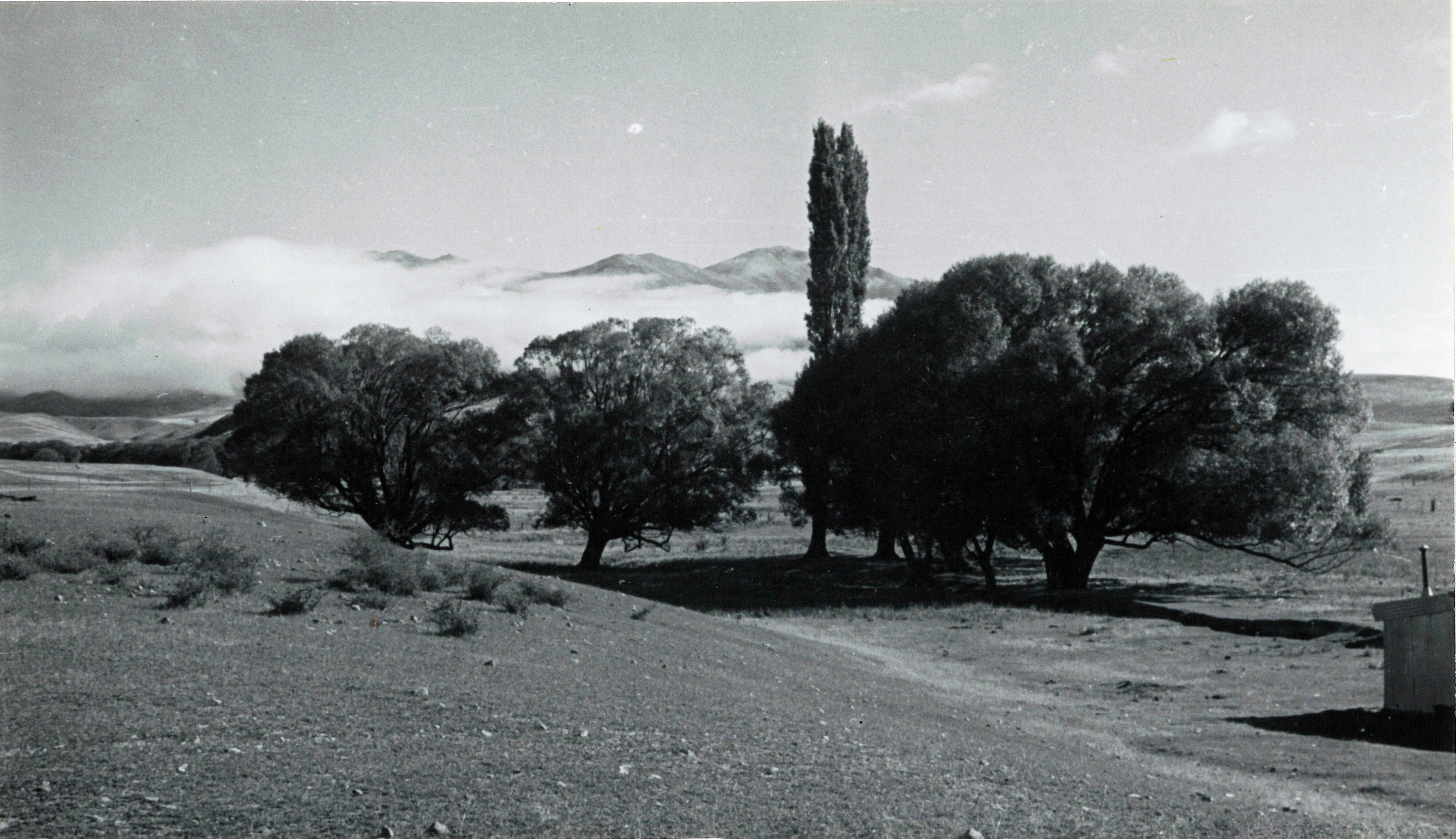 16 Shelter trees around the Davis homestead