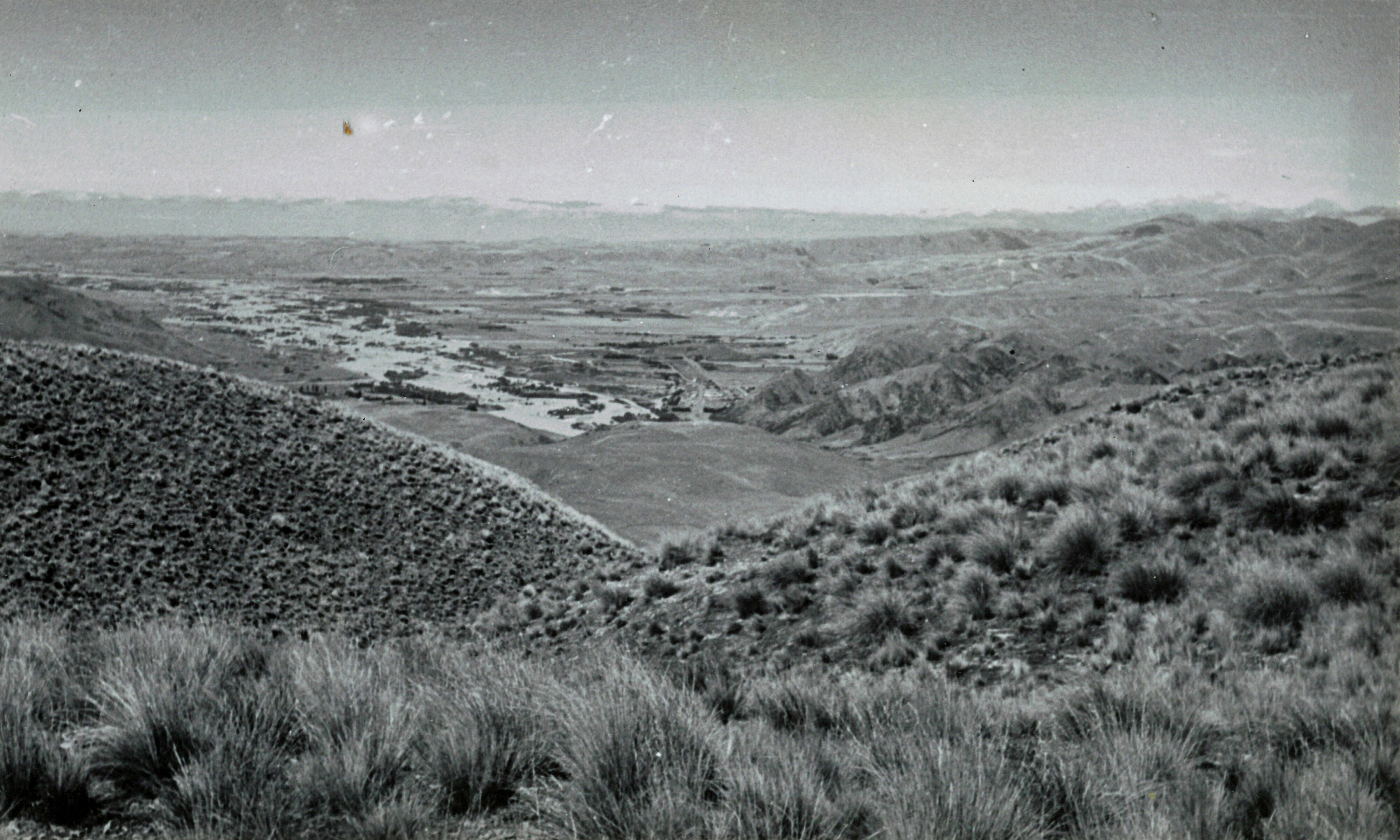 31 Davis Run mixed tussock forming a fair cover