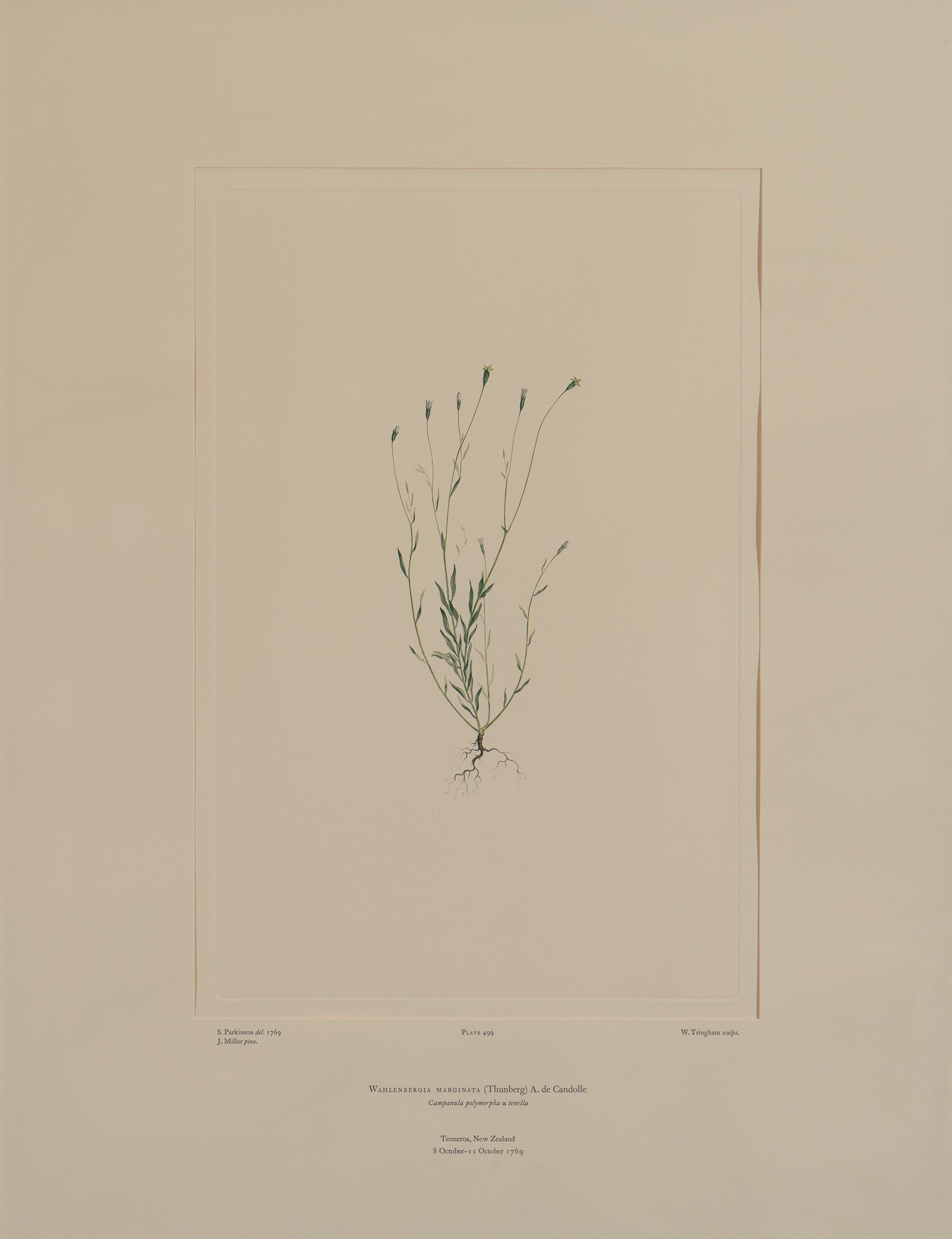 Wahlenbergia marginata (Thunberg) A. de Candolle