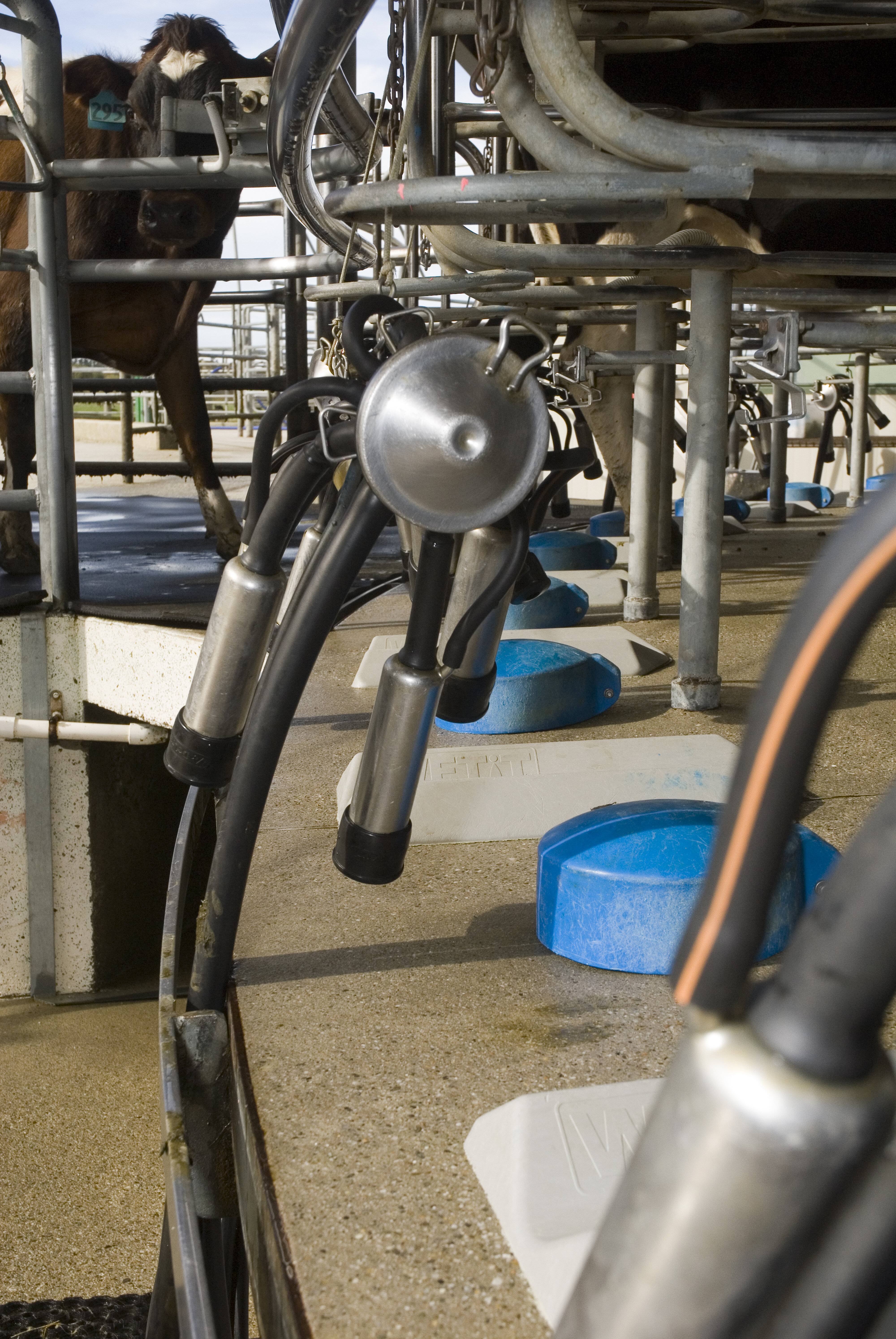 Telford milking platform