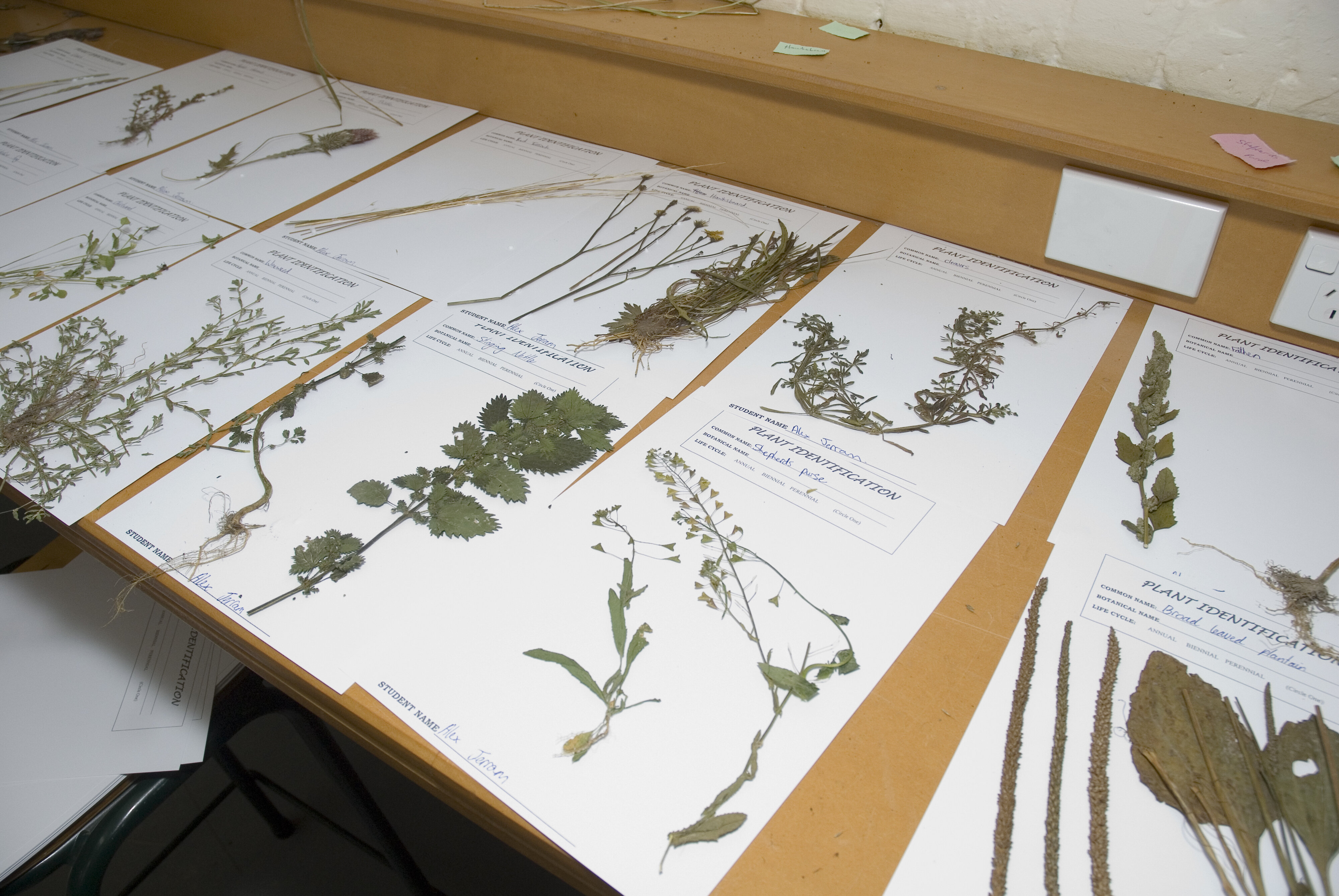 Telford plant identification