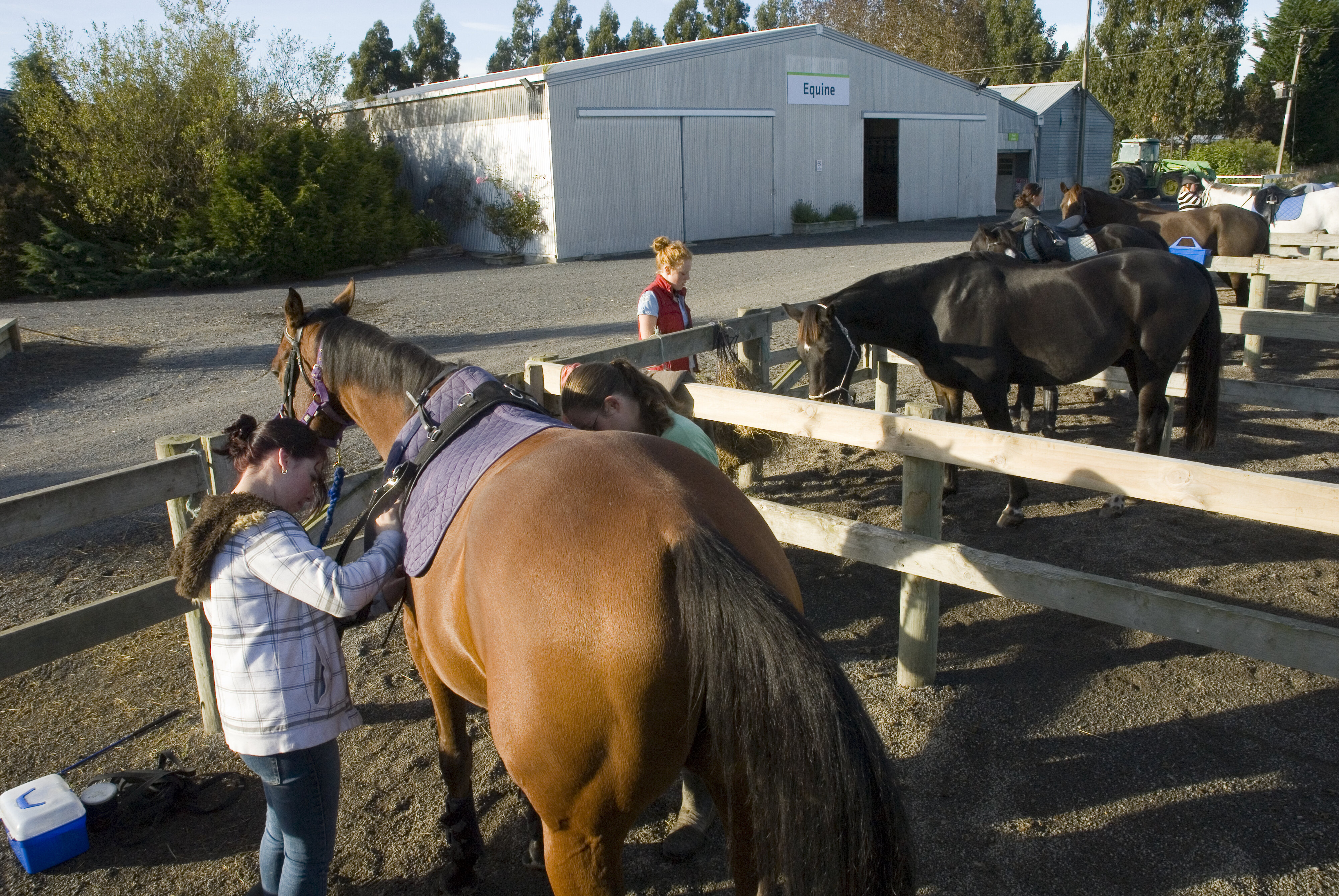 Telford saddling up in Equine yard