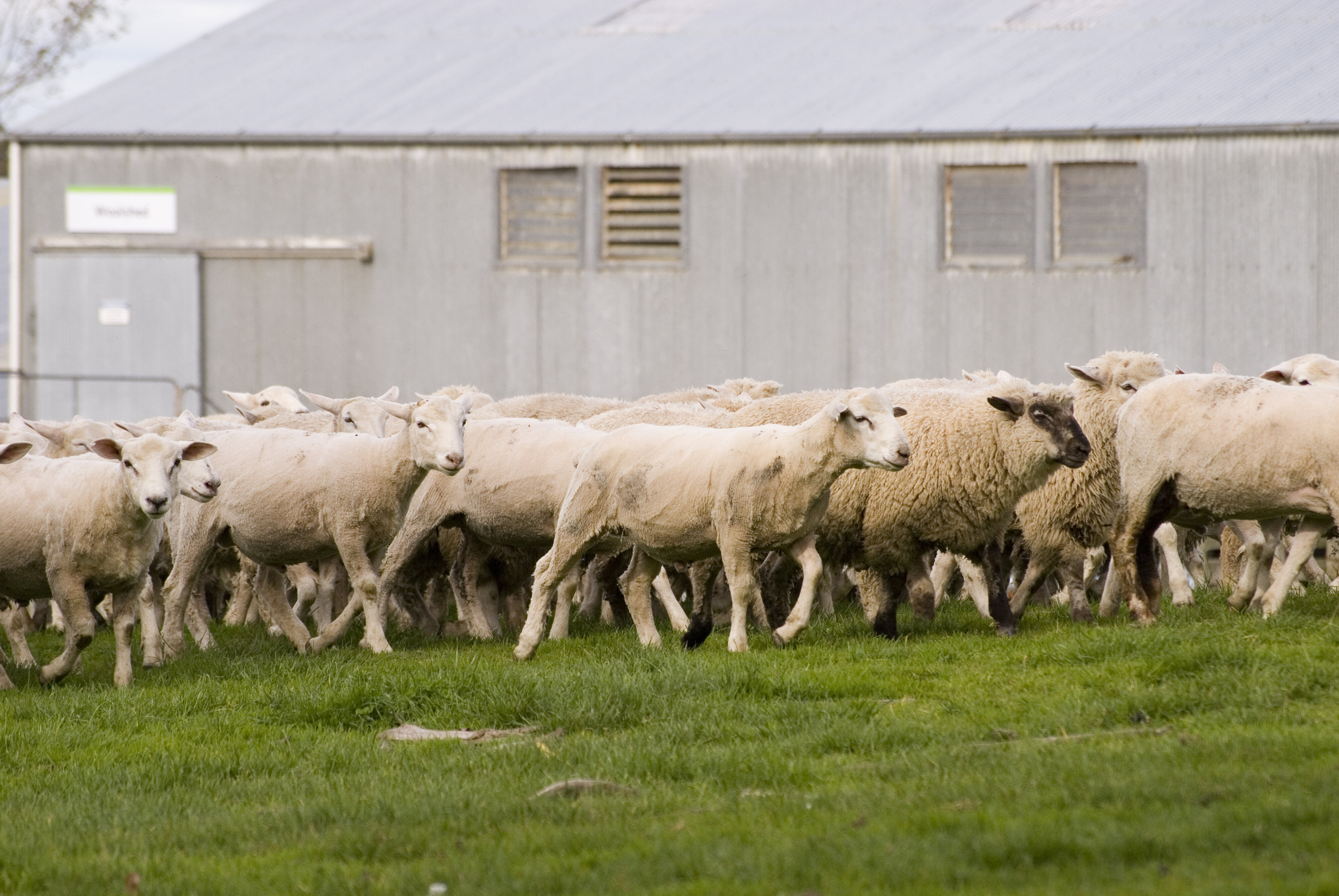 Telford farm mob of sheep