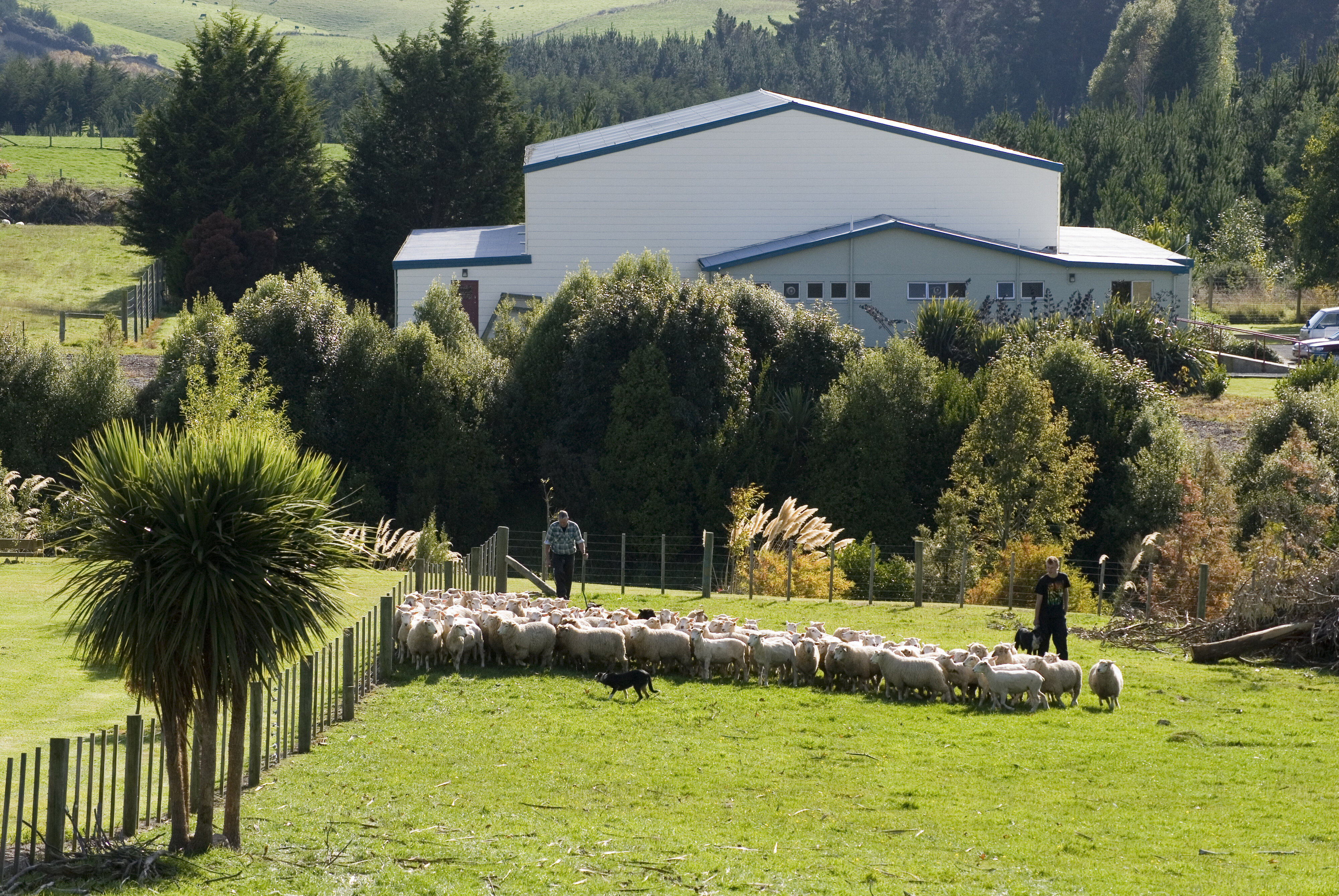 Telford farm moving sheep