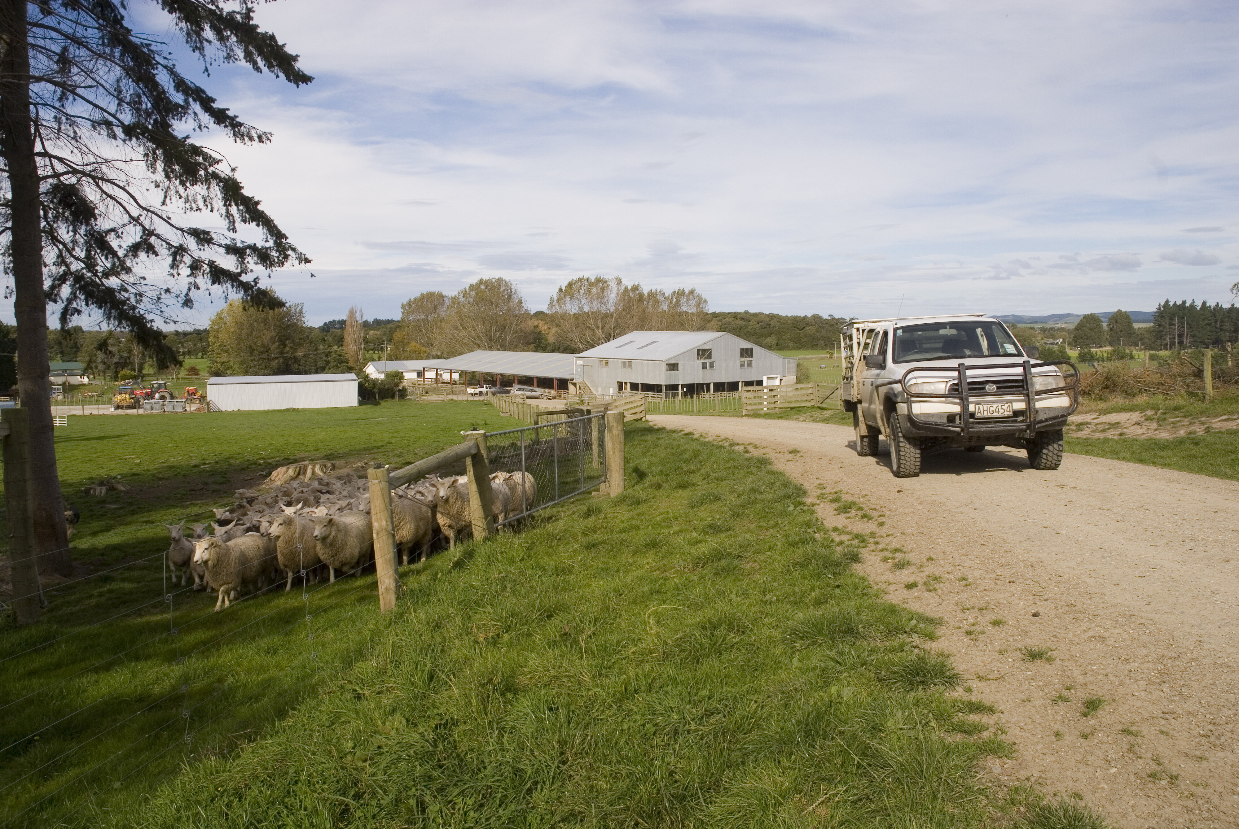 Telford farm sheep and yards