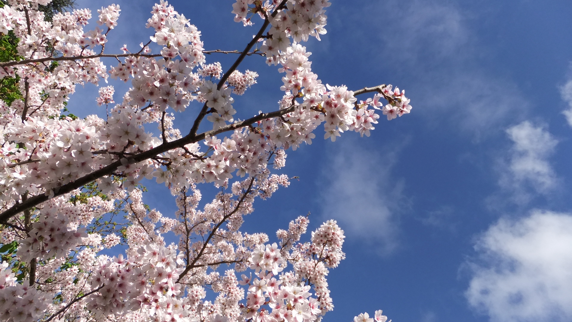 Cherry trees 4