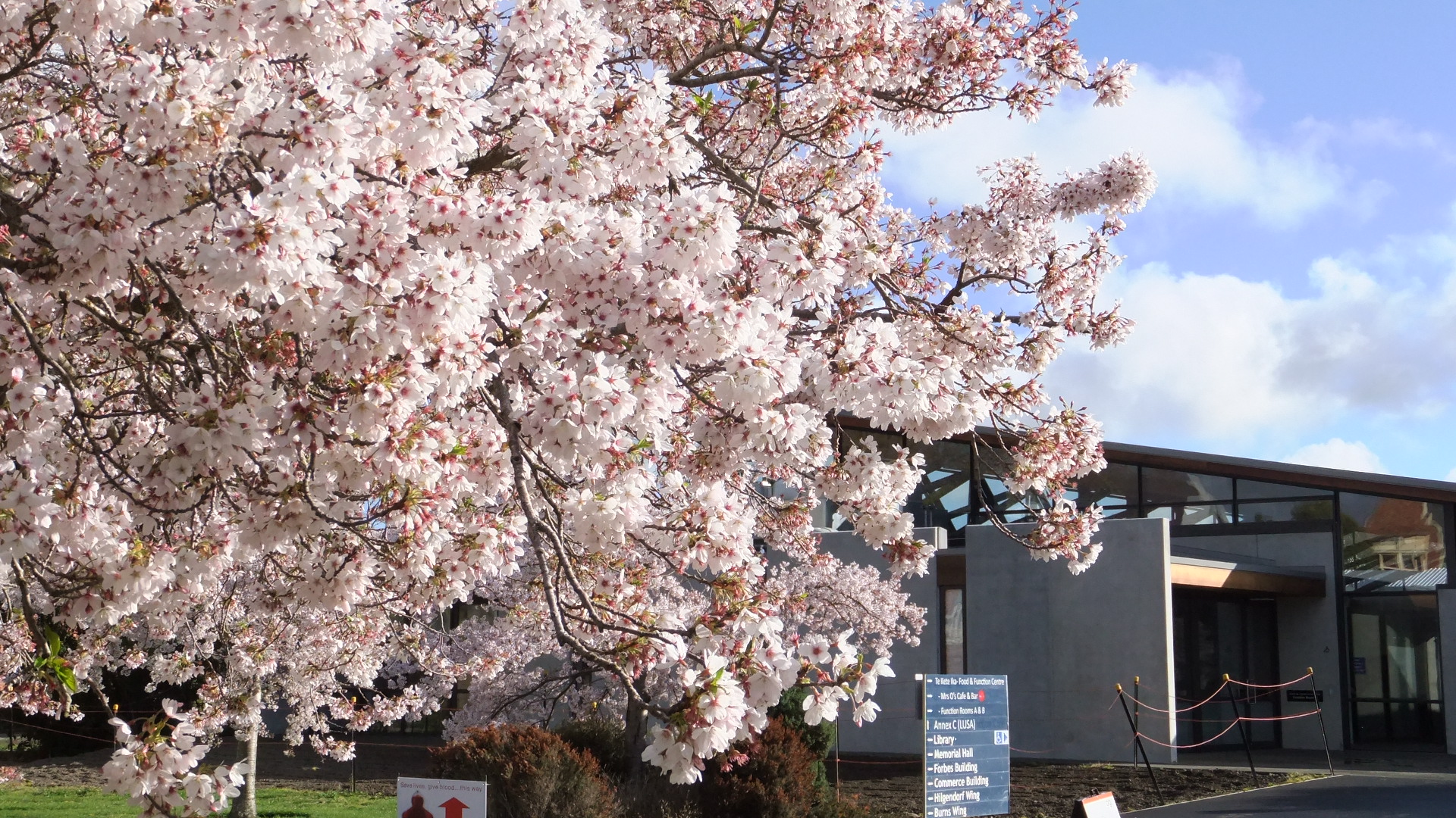 Cherry trees 5