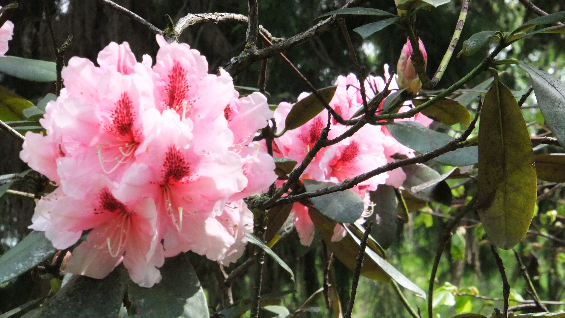 Rhododenron