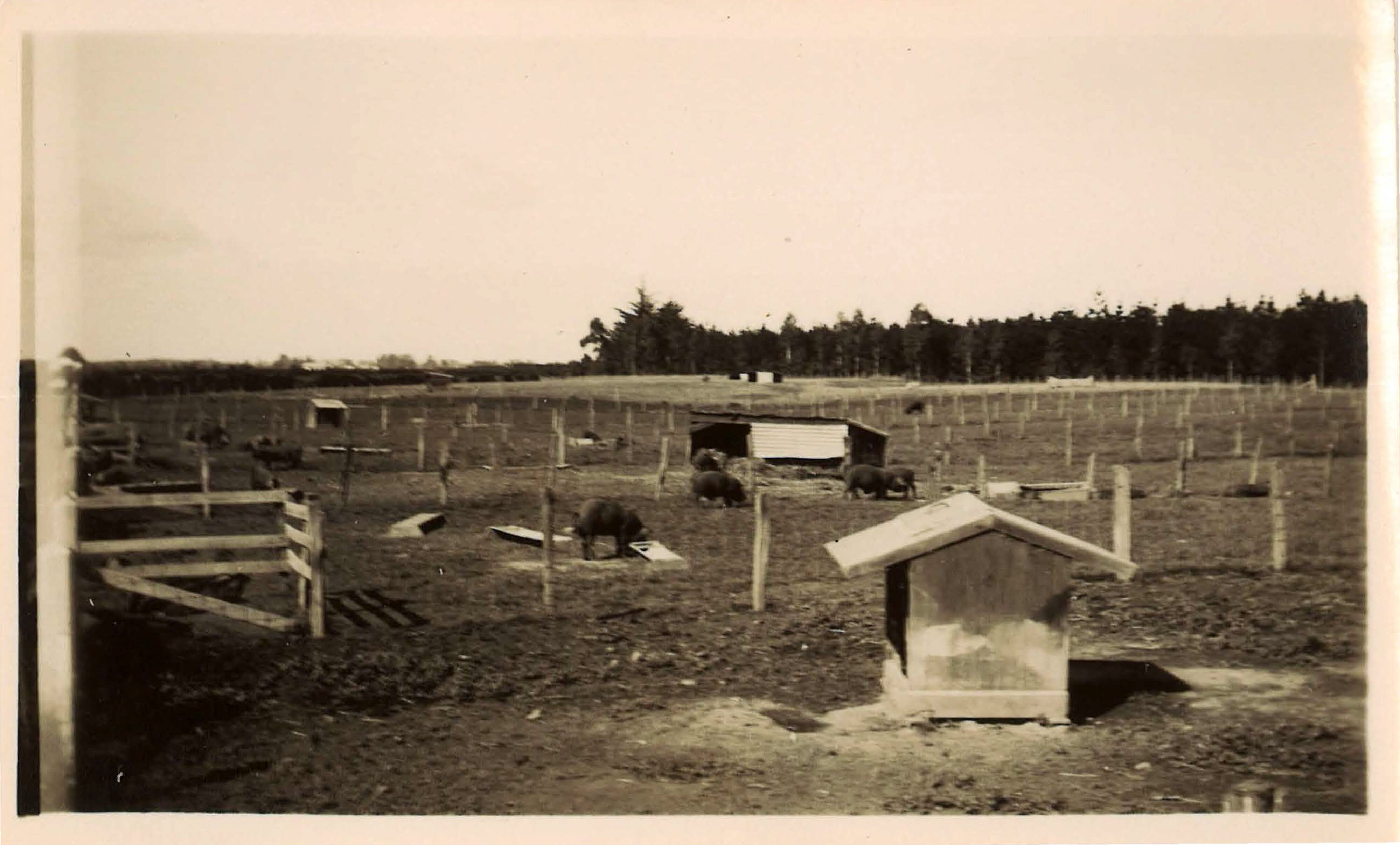 1934 Pig Pens Lincoln 1
