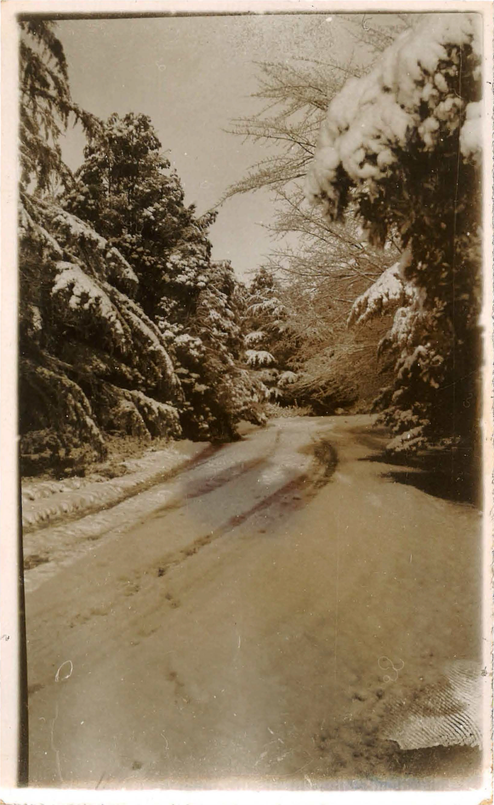 1935 Main entrance way Canterbury Agricultural College