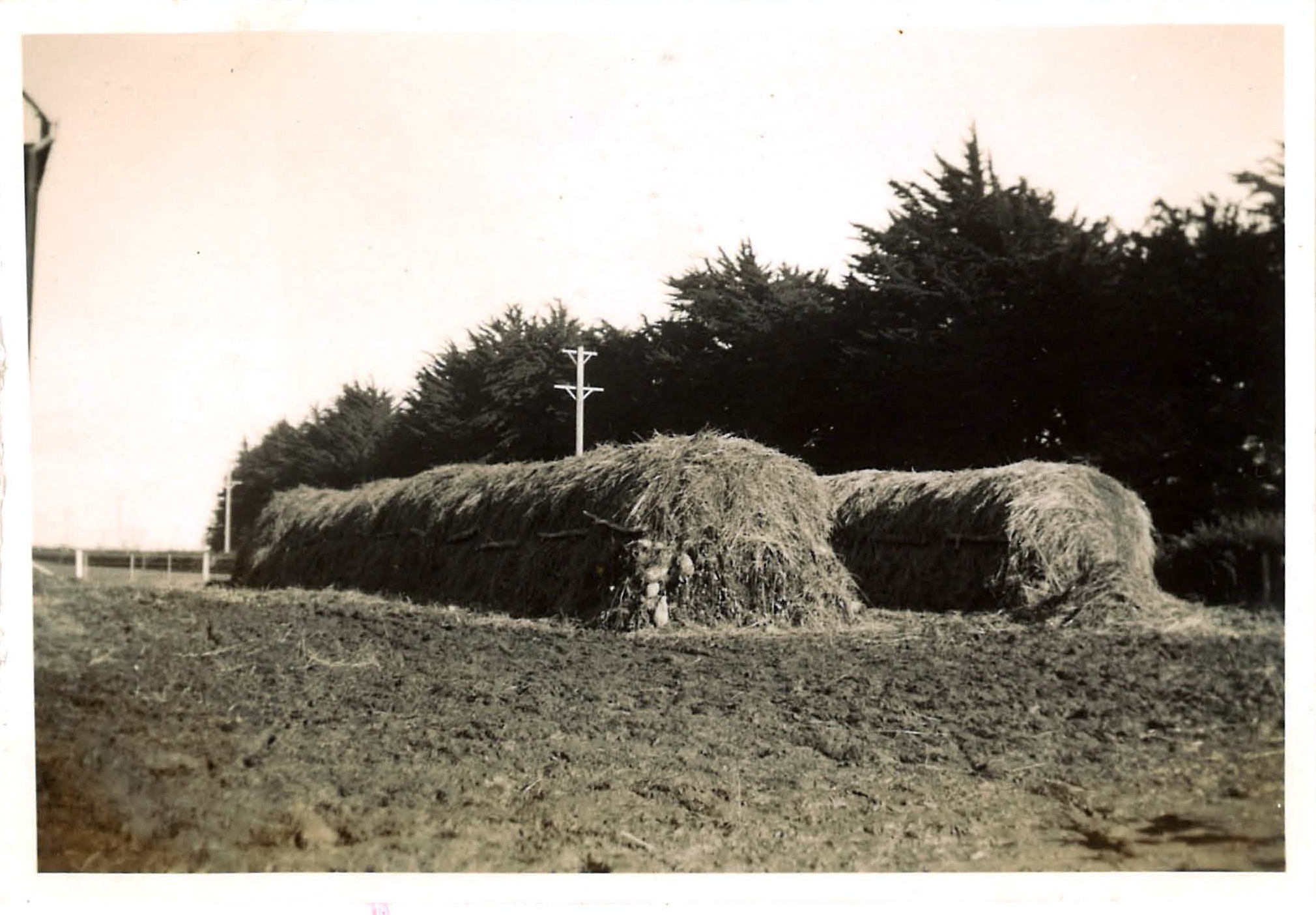 1938 Canterbury Agricultural College Farm