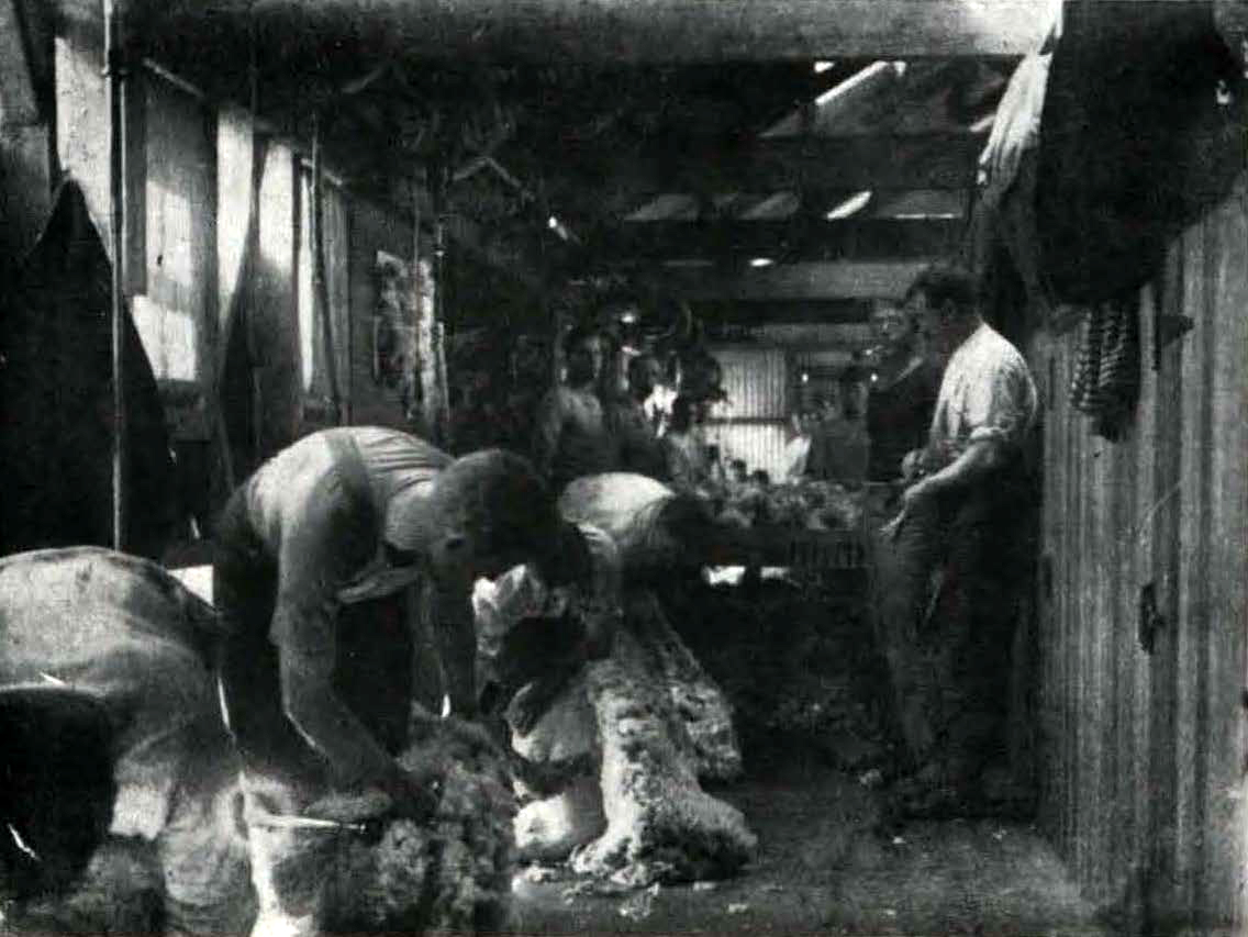 1911 Shearing time 