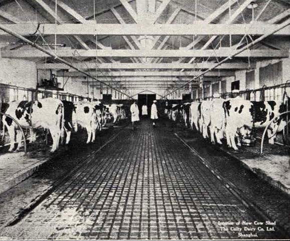 1932 Interior of cow shed