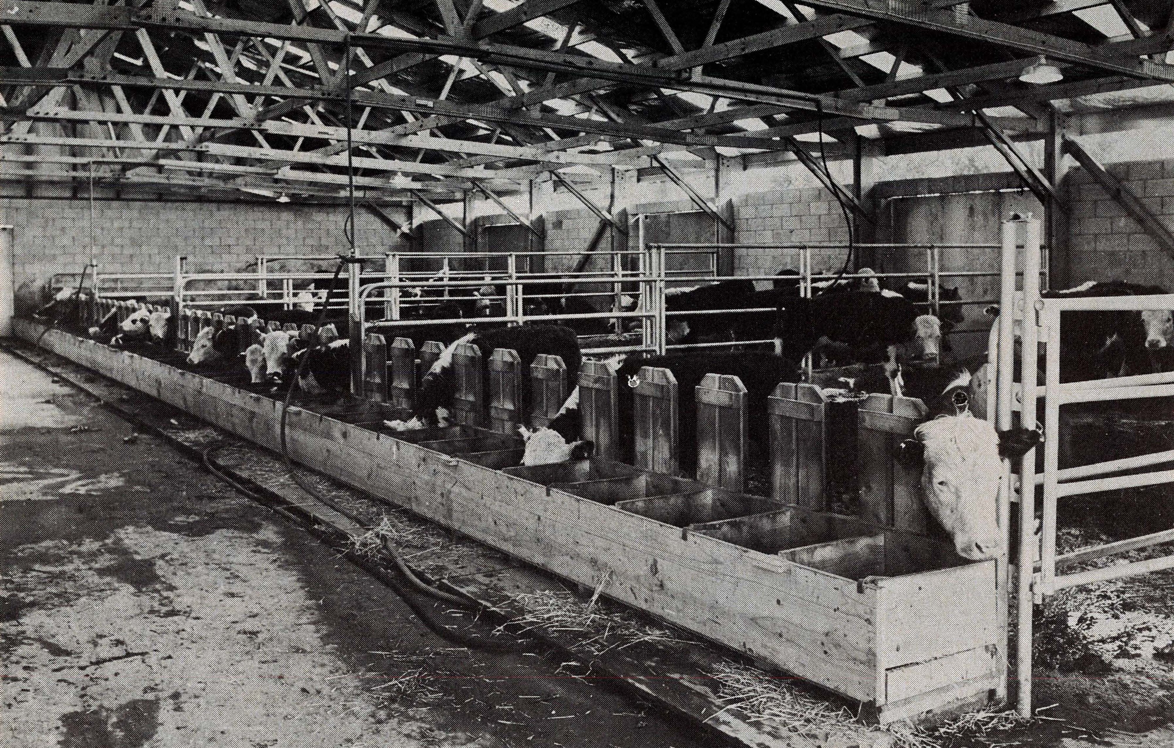 1970 Beef Research Project