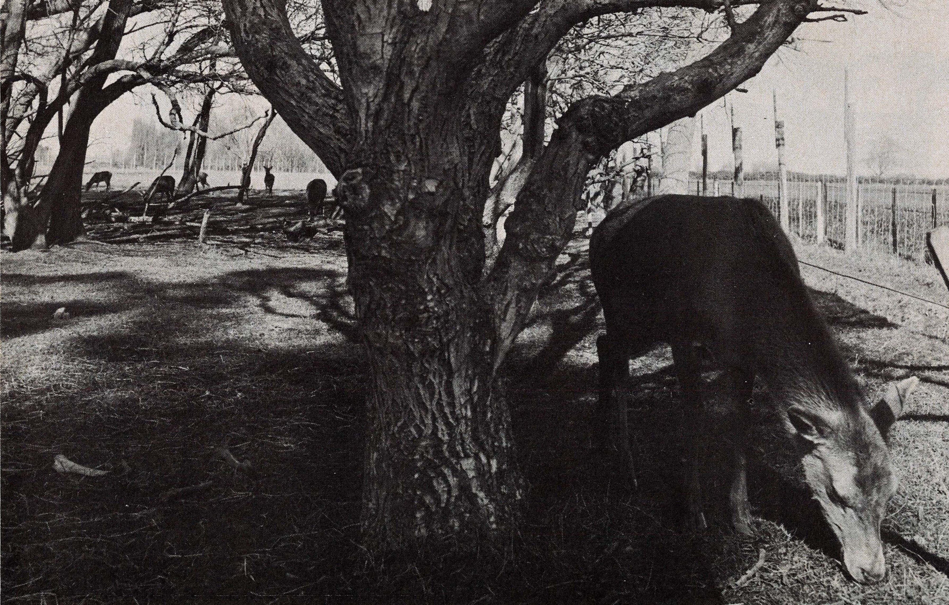 1970 Deer farming  unit