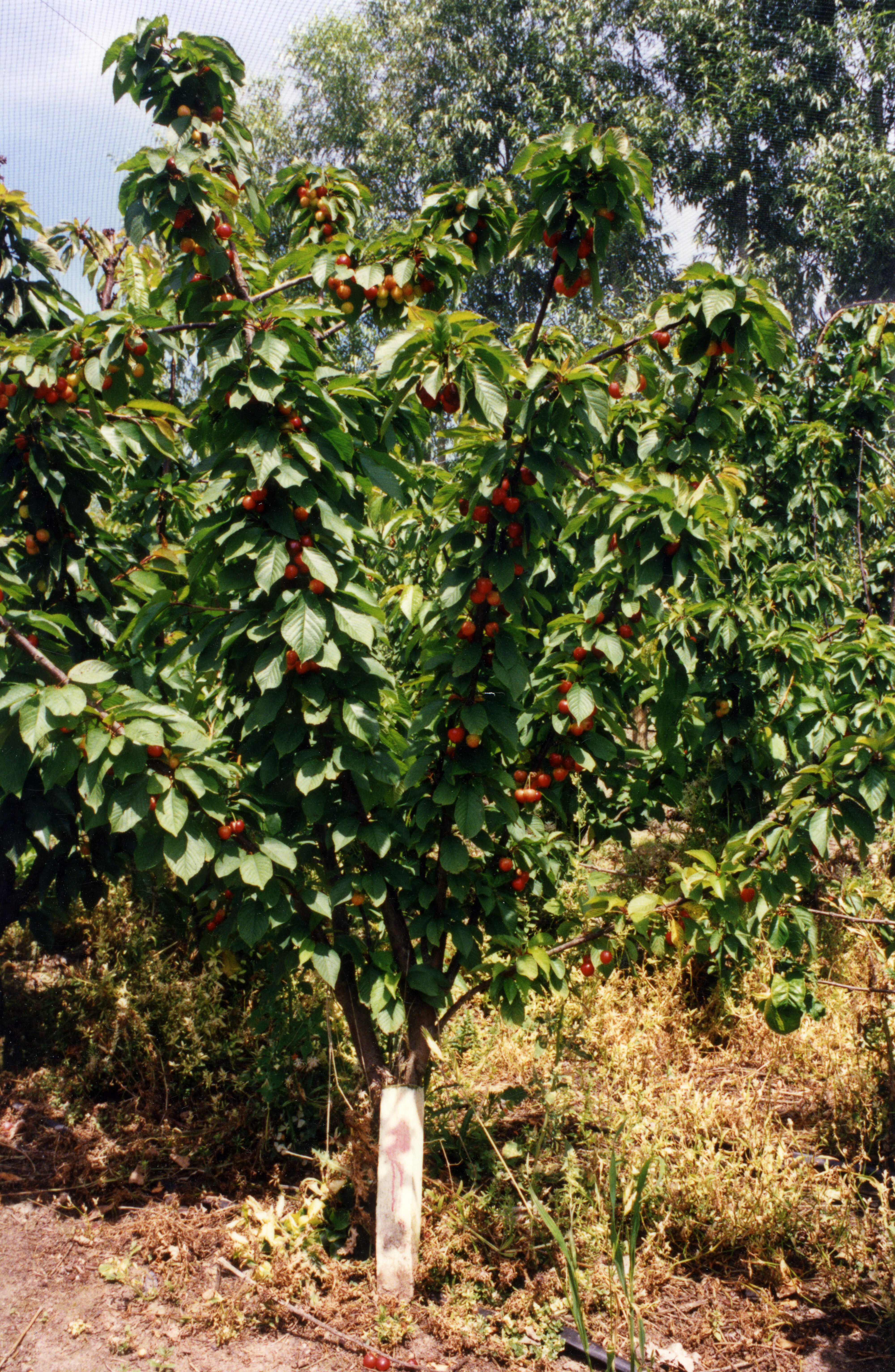 Horticulture Research Images 1