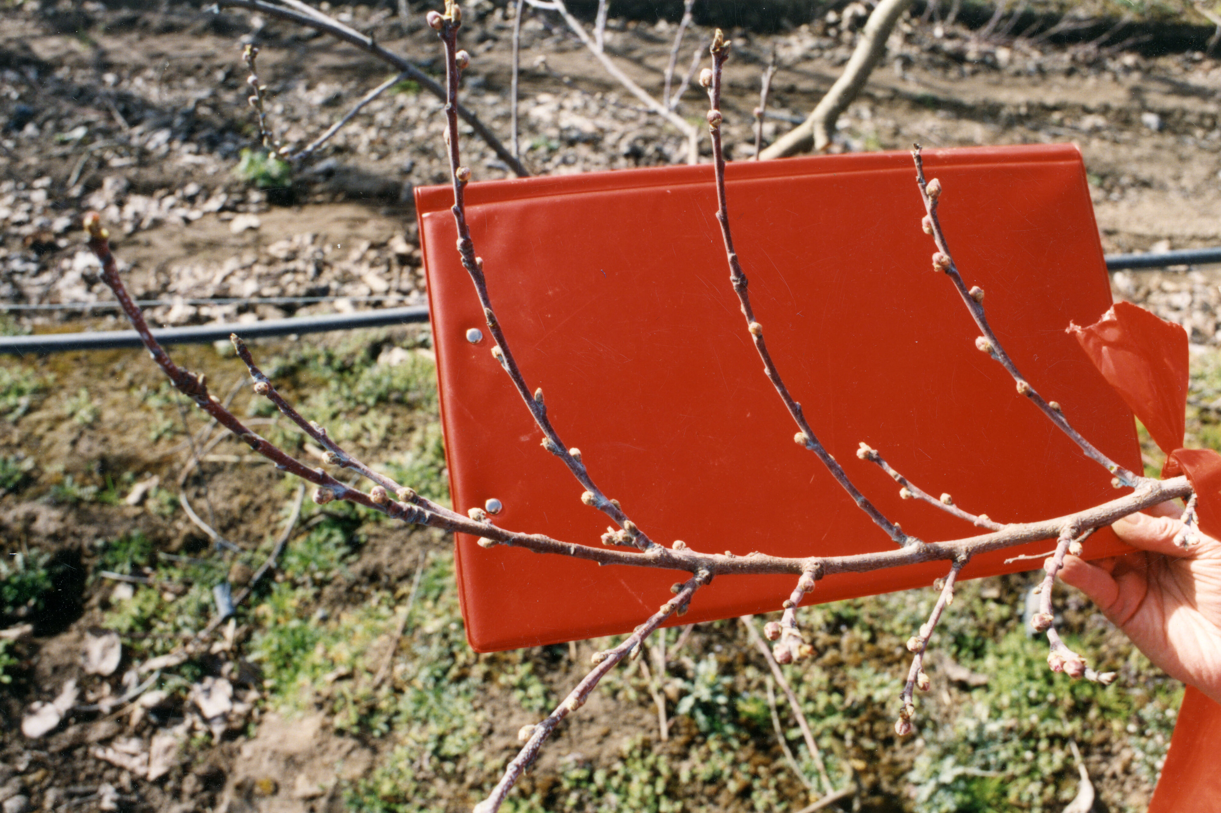Horticulture Research Images 15