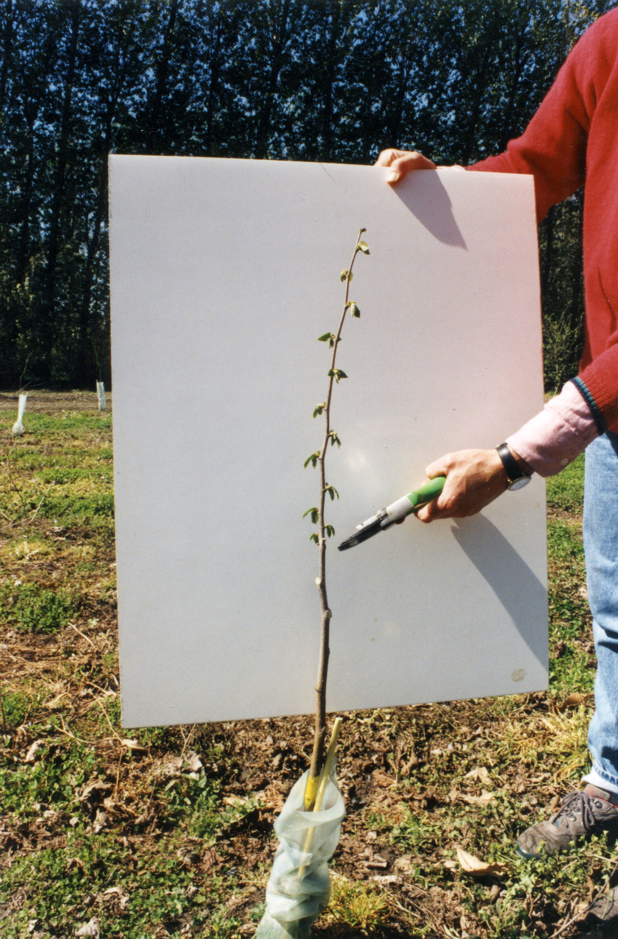 Horticulture Research Images 18