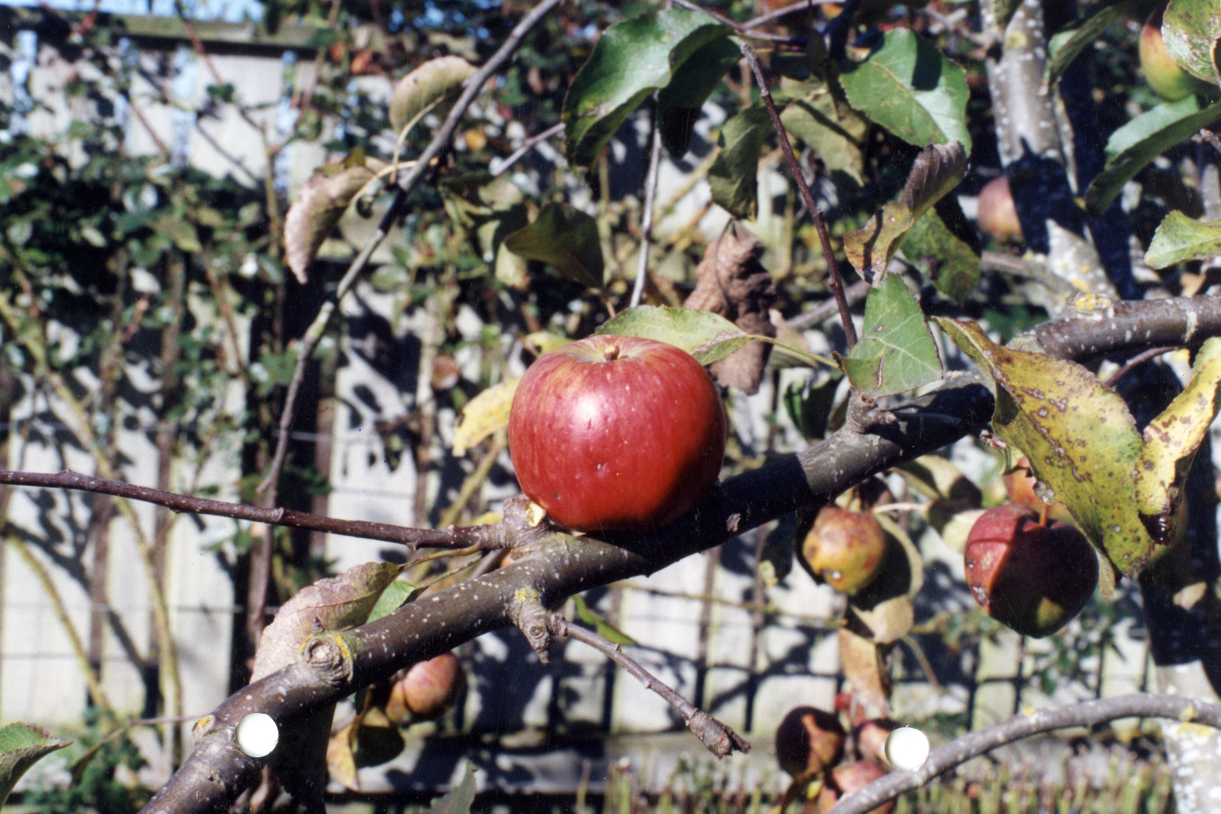 Horticulture Research Images 19