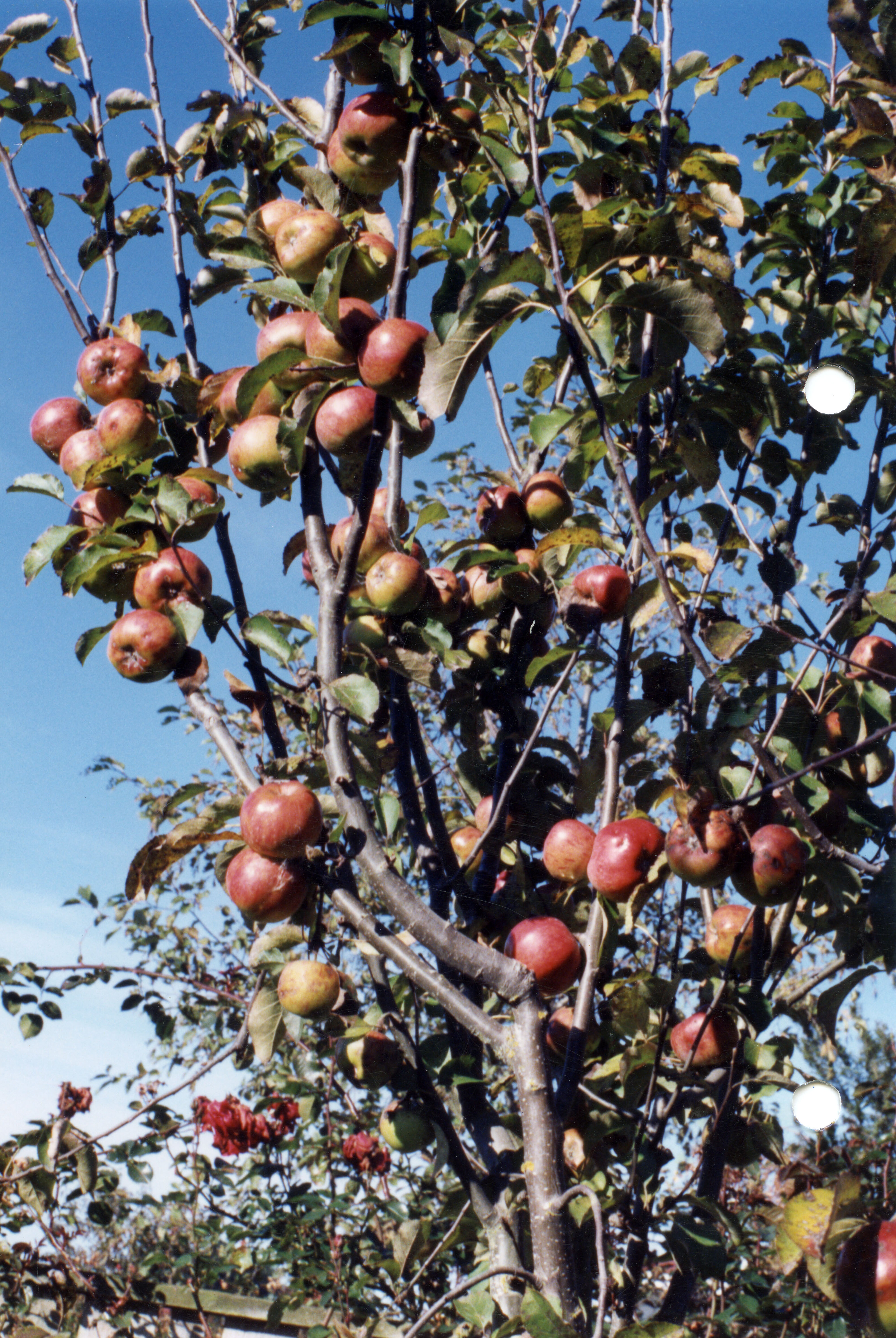Horticulture Research Images 21