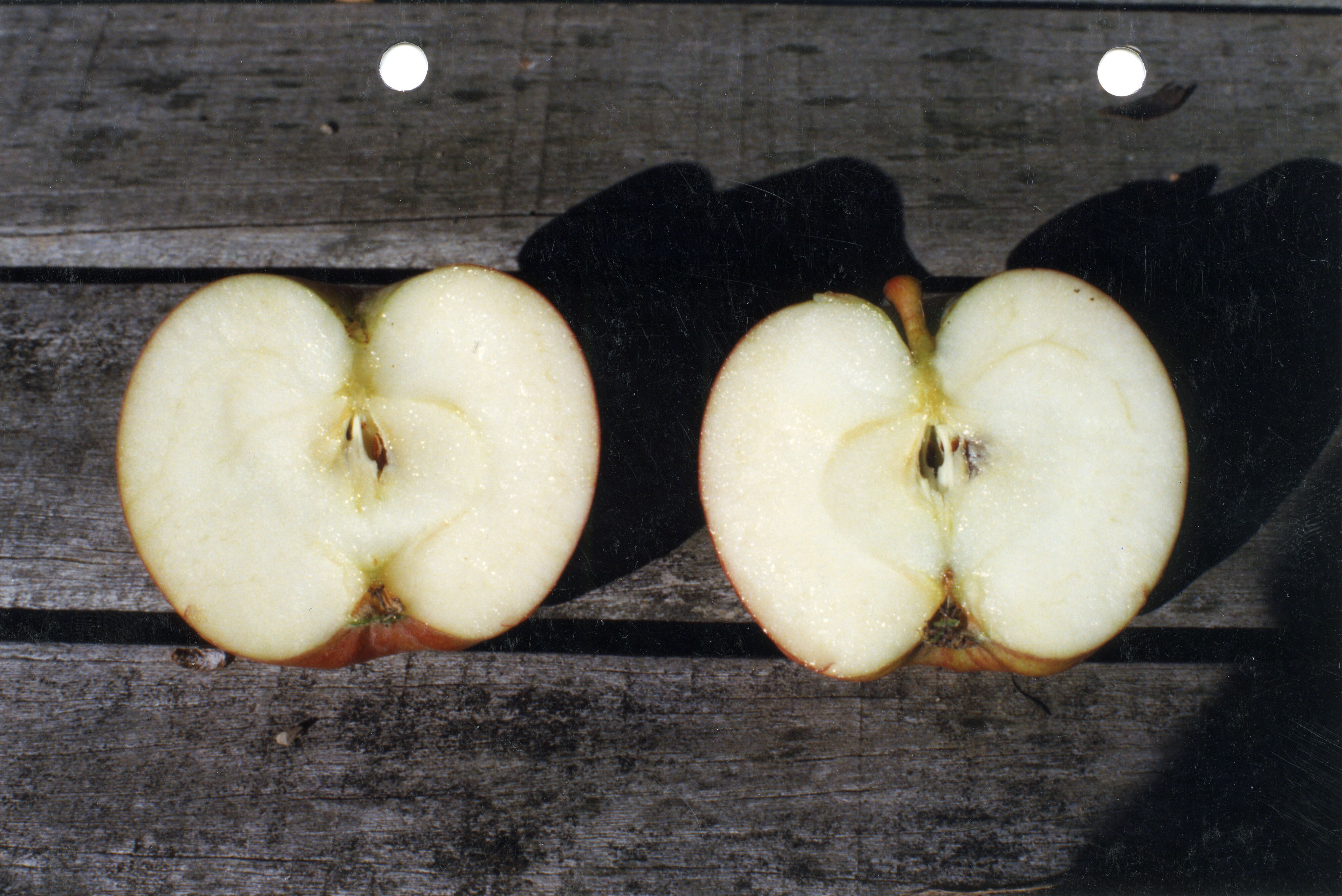Horticulture Research Images 22