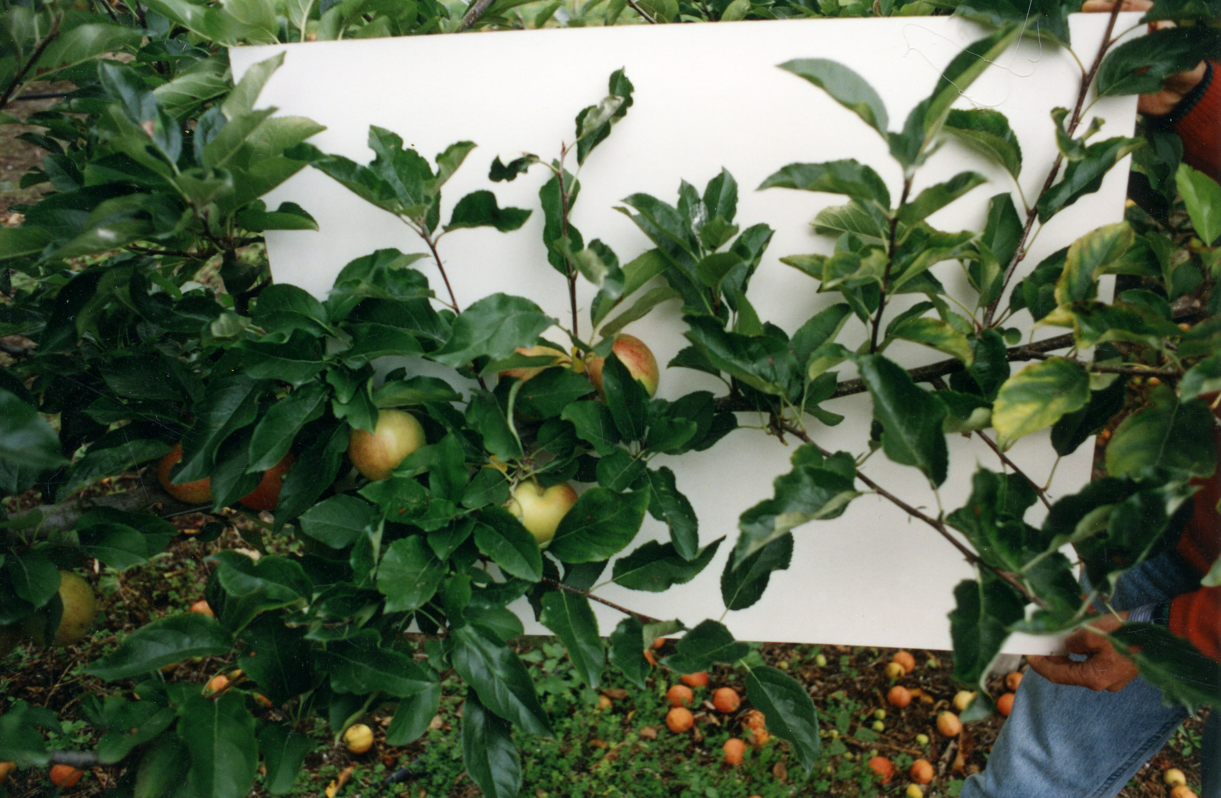 Horticulture Research Images 25