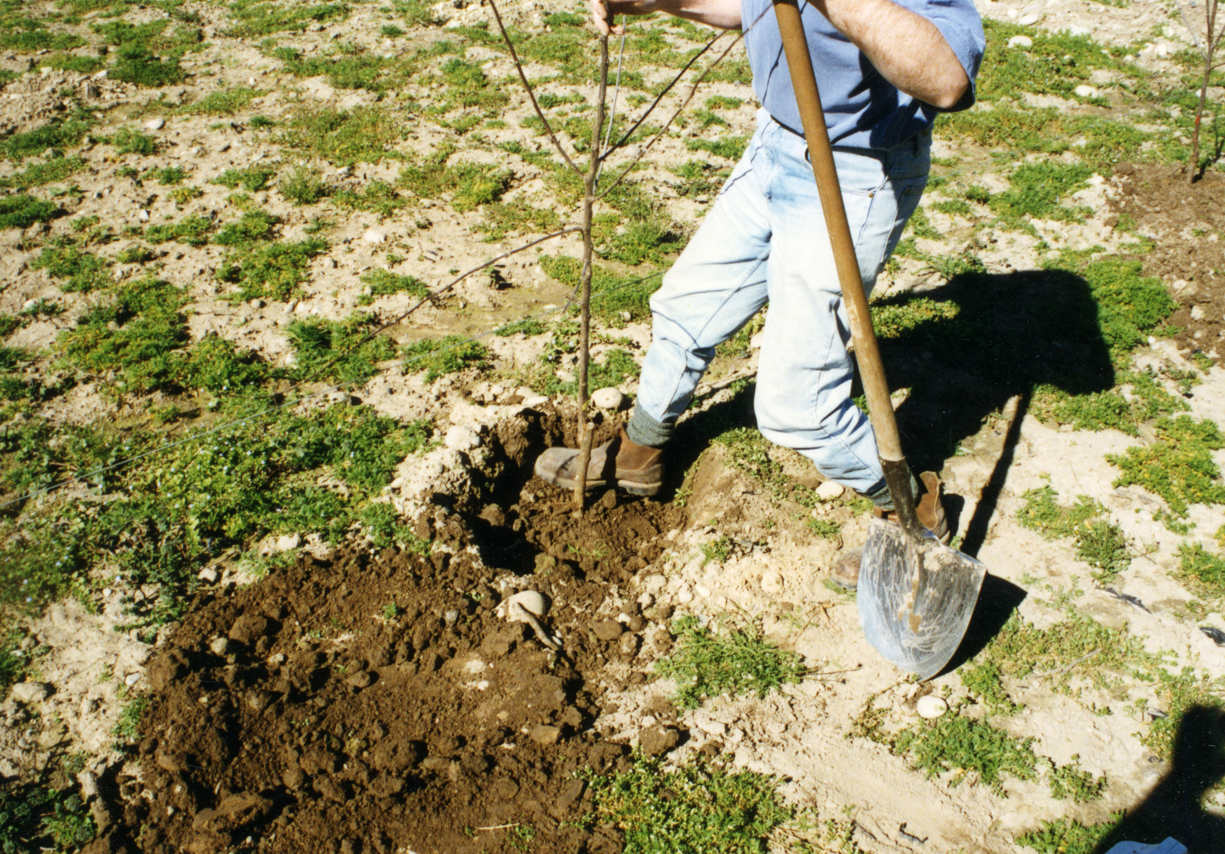 Horticulture Research Images 31