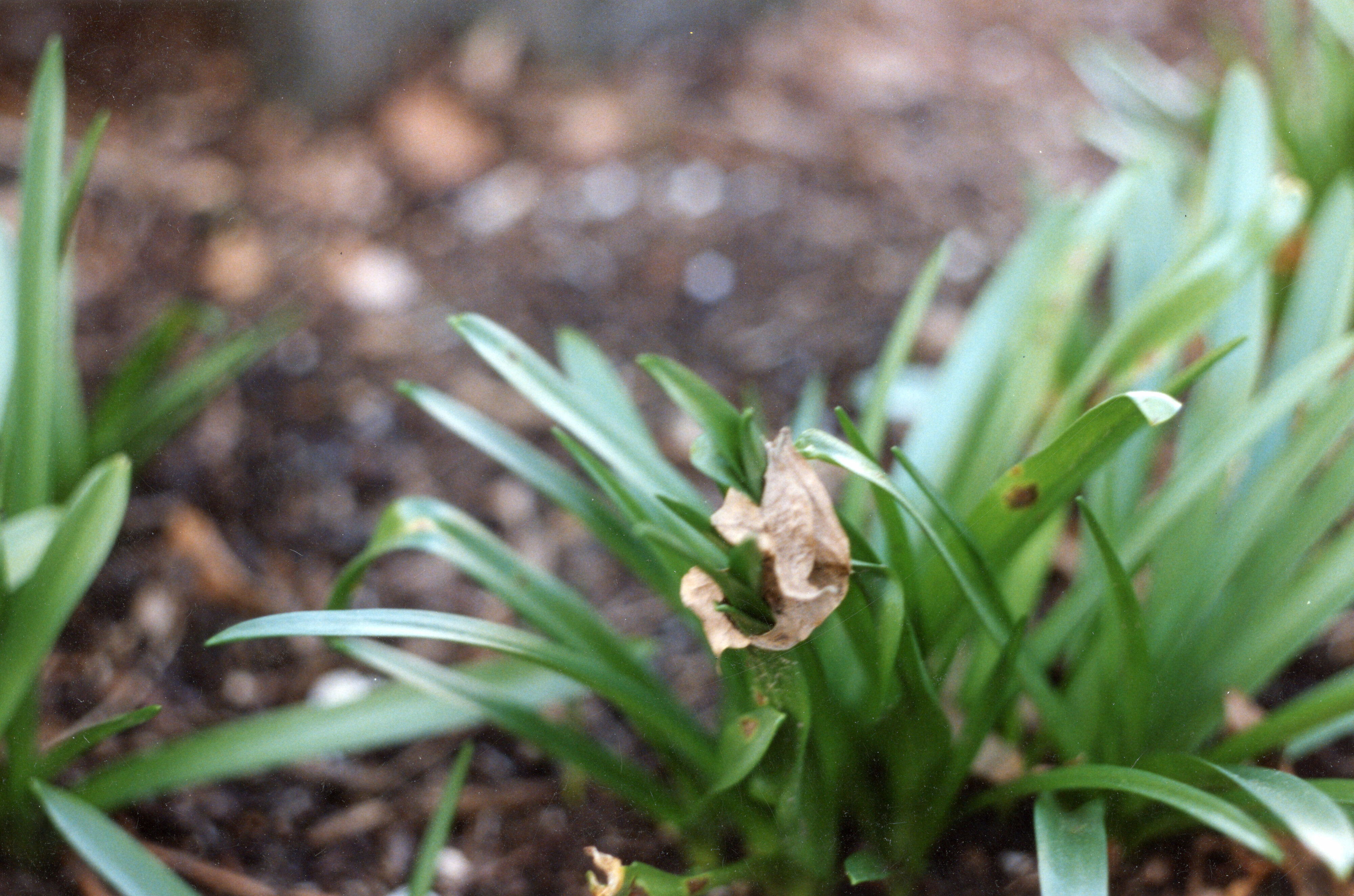 Horticulture Research Images 36