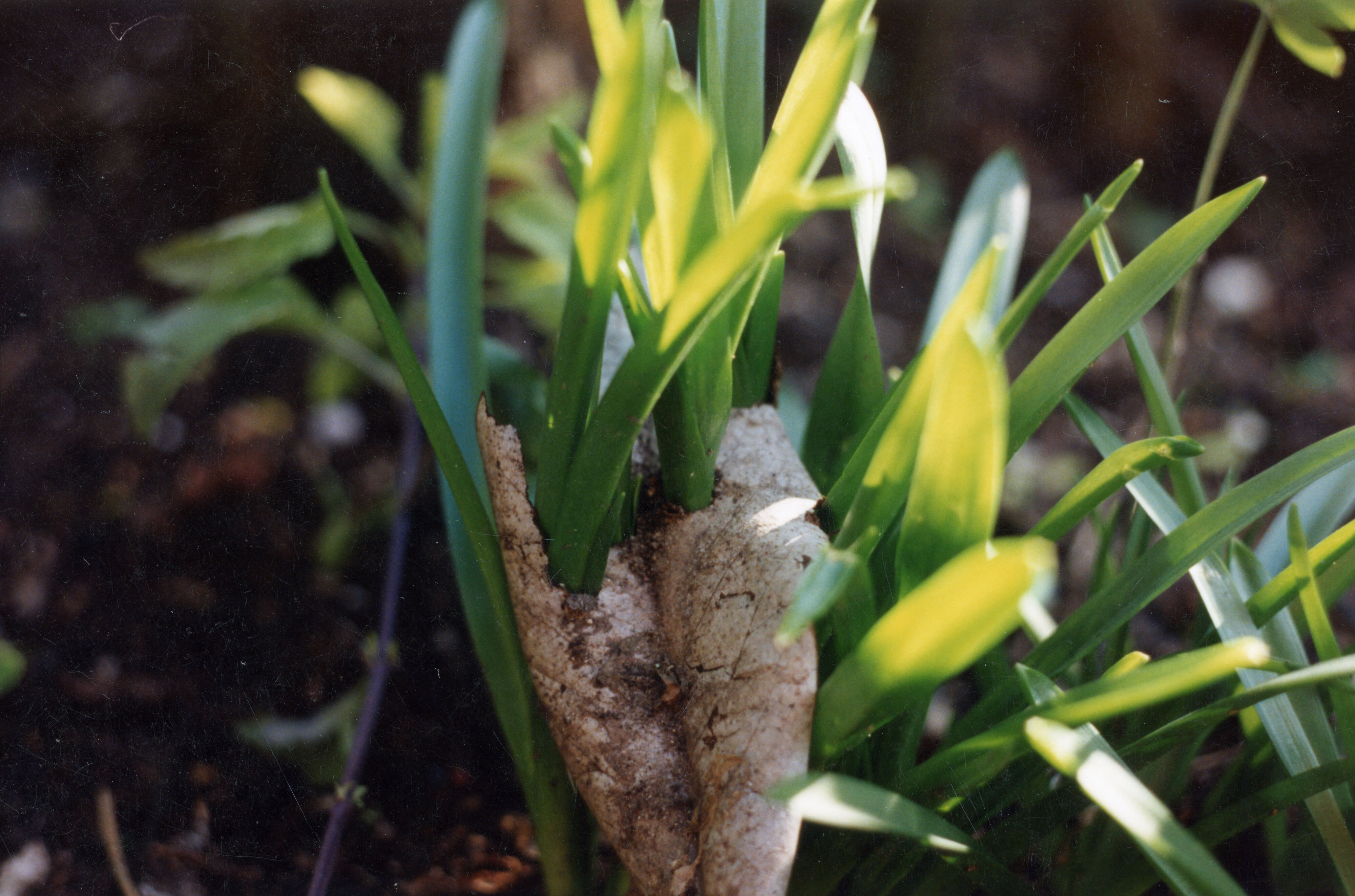 Horticulture Research Images 38