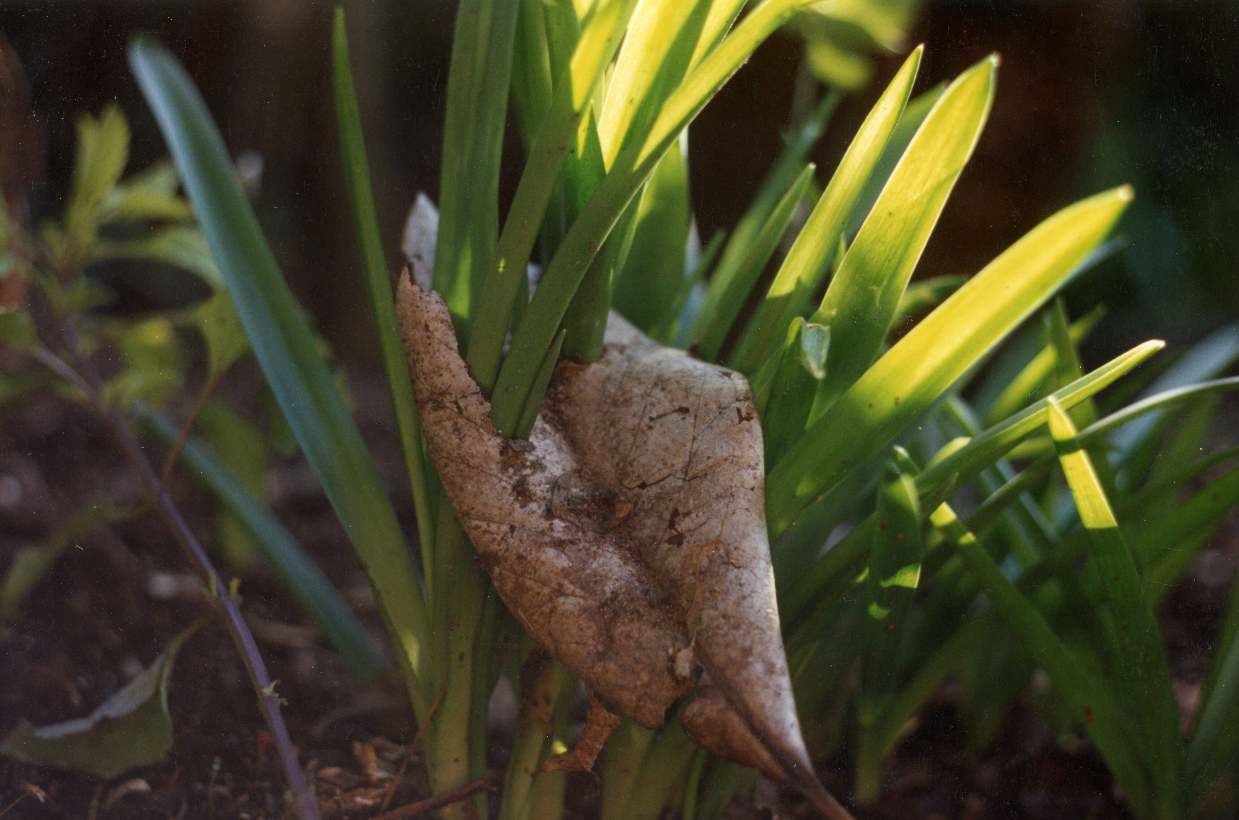 Horticulture Research Images 39