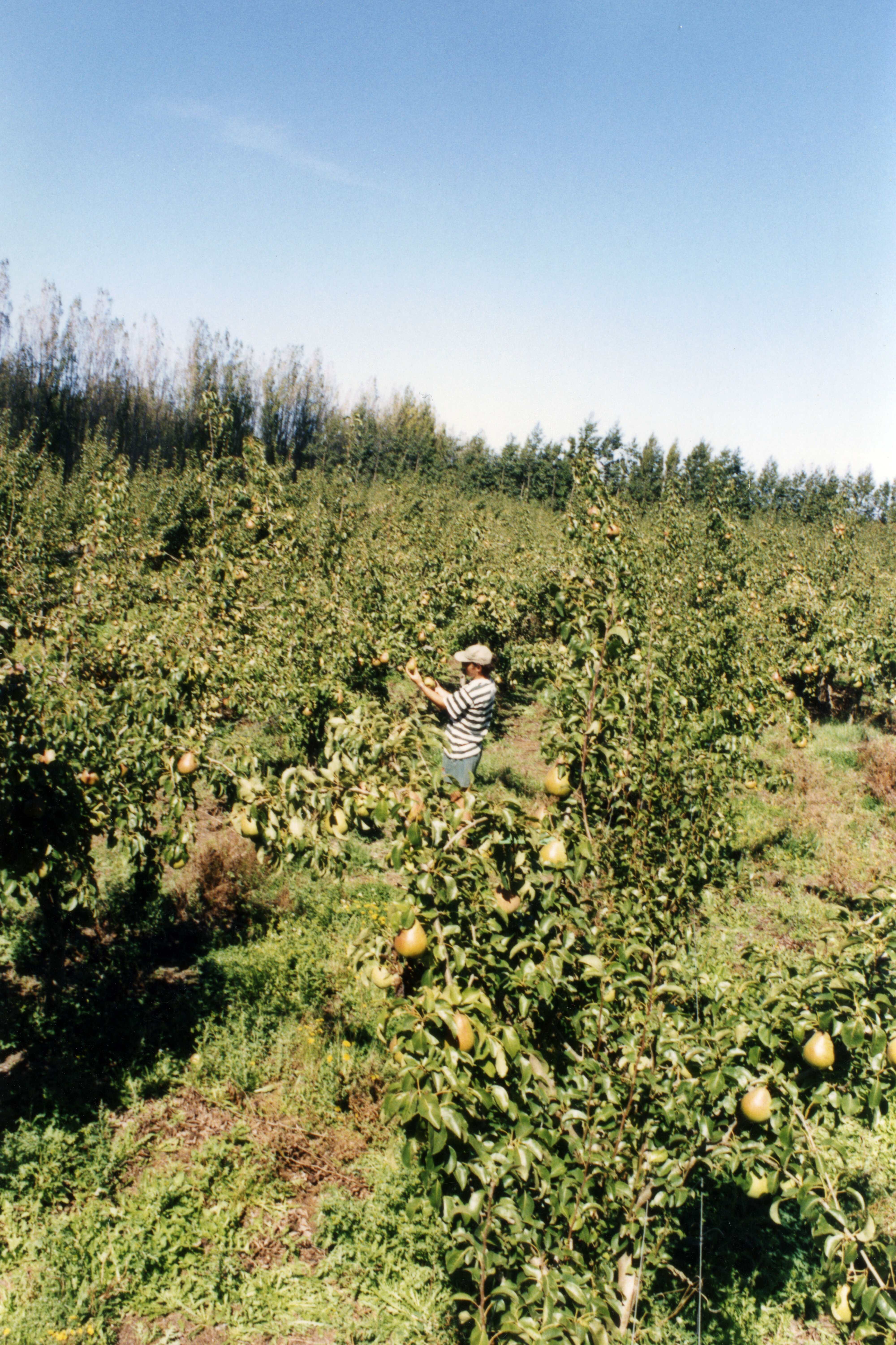 Horticulture Research Images 52