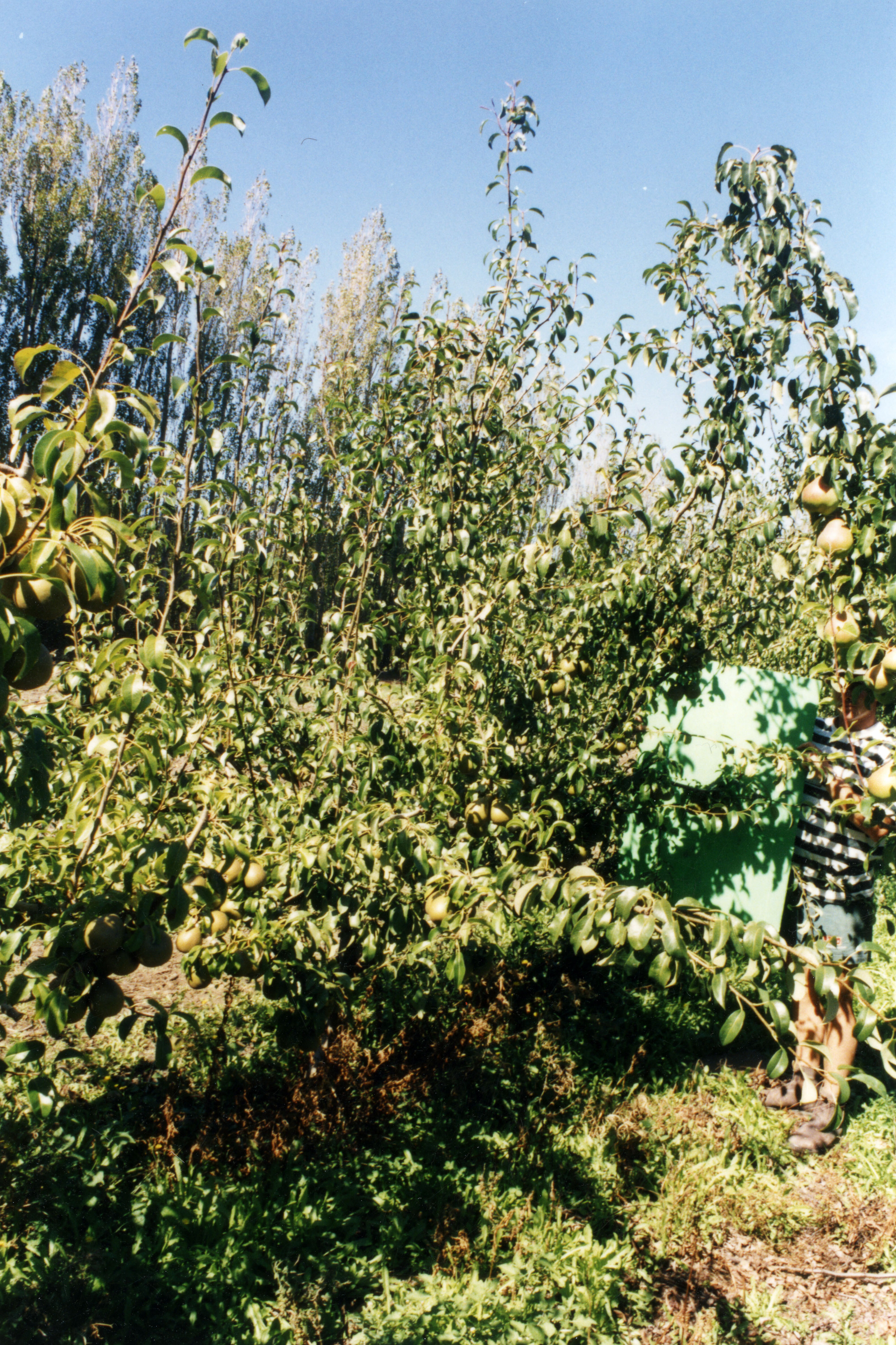 Horticulture Research Images 55