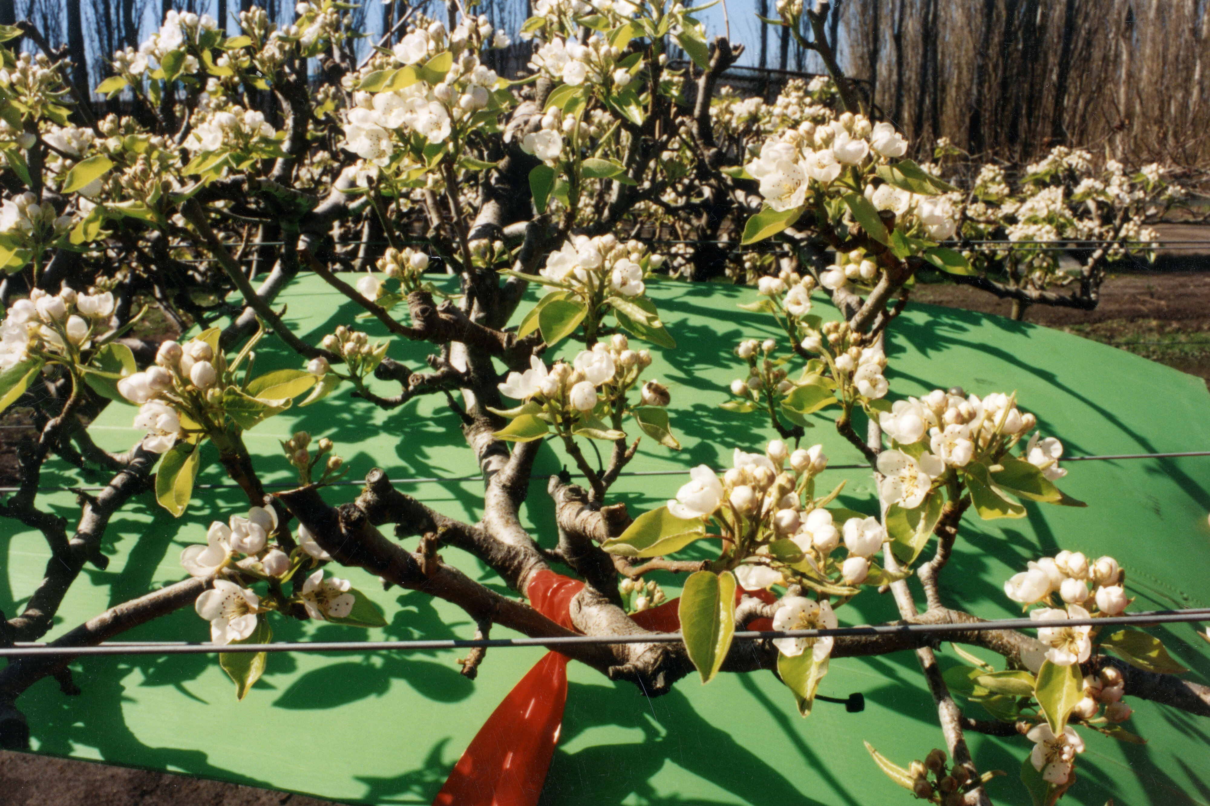 Horticulture Research Images 56
