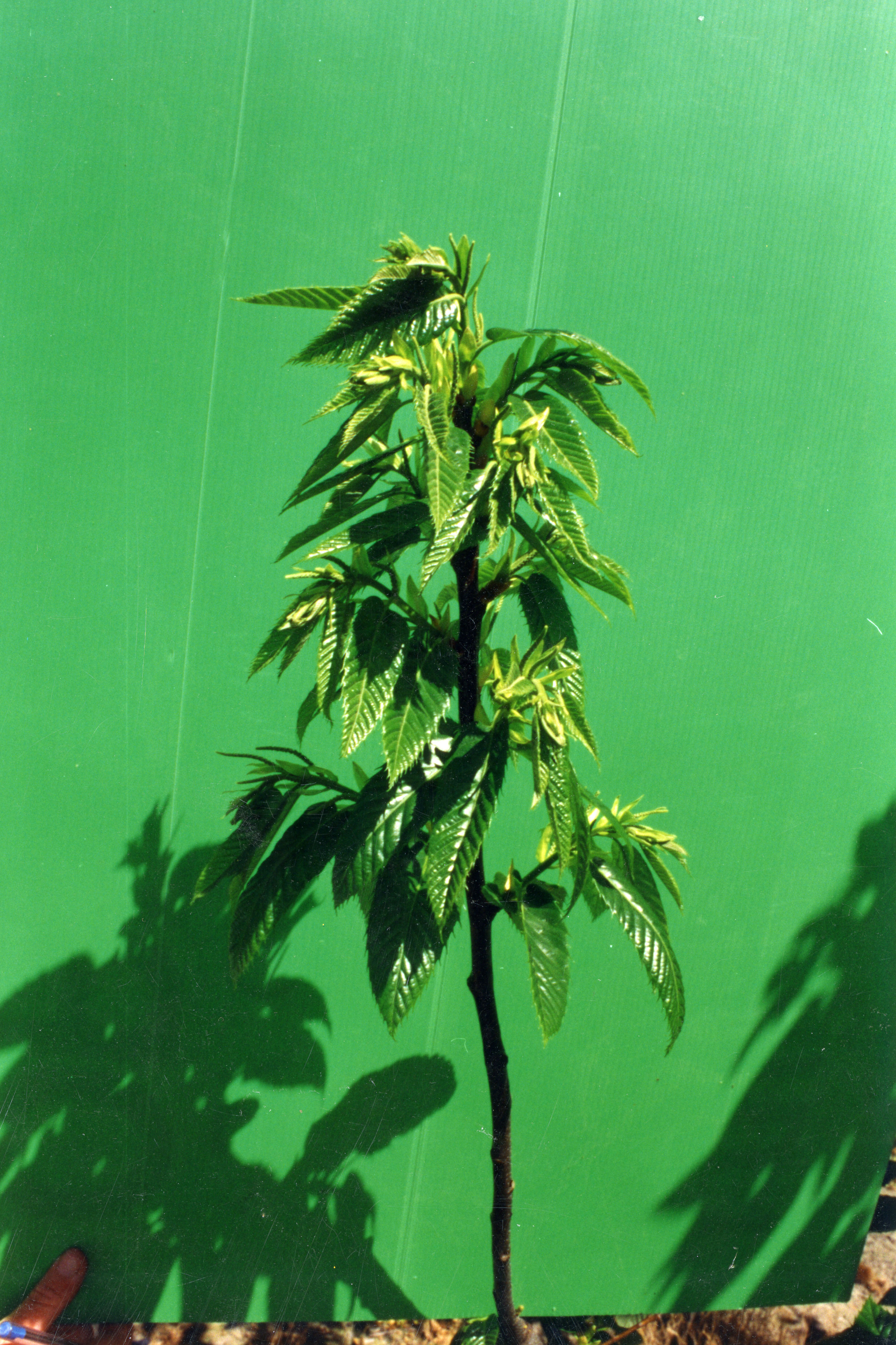 Horticulture Research Images 61