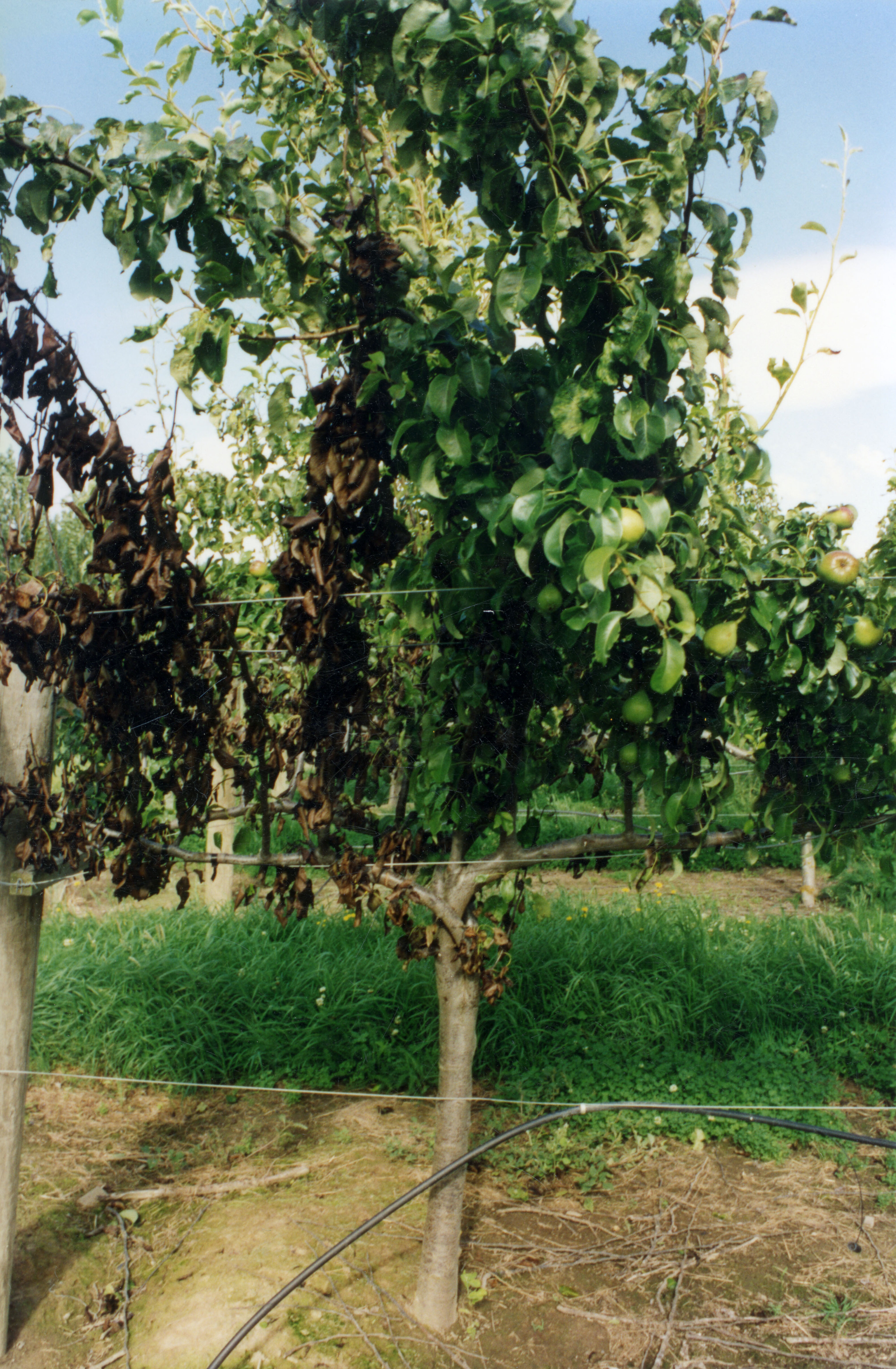 Horticulture Research Images 62
