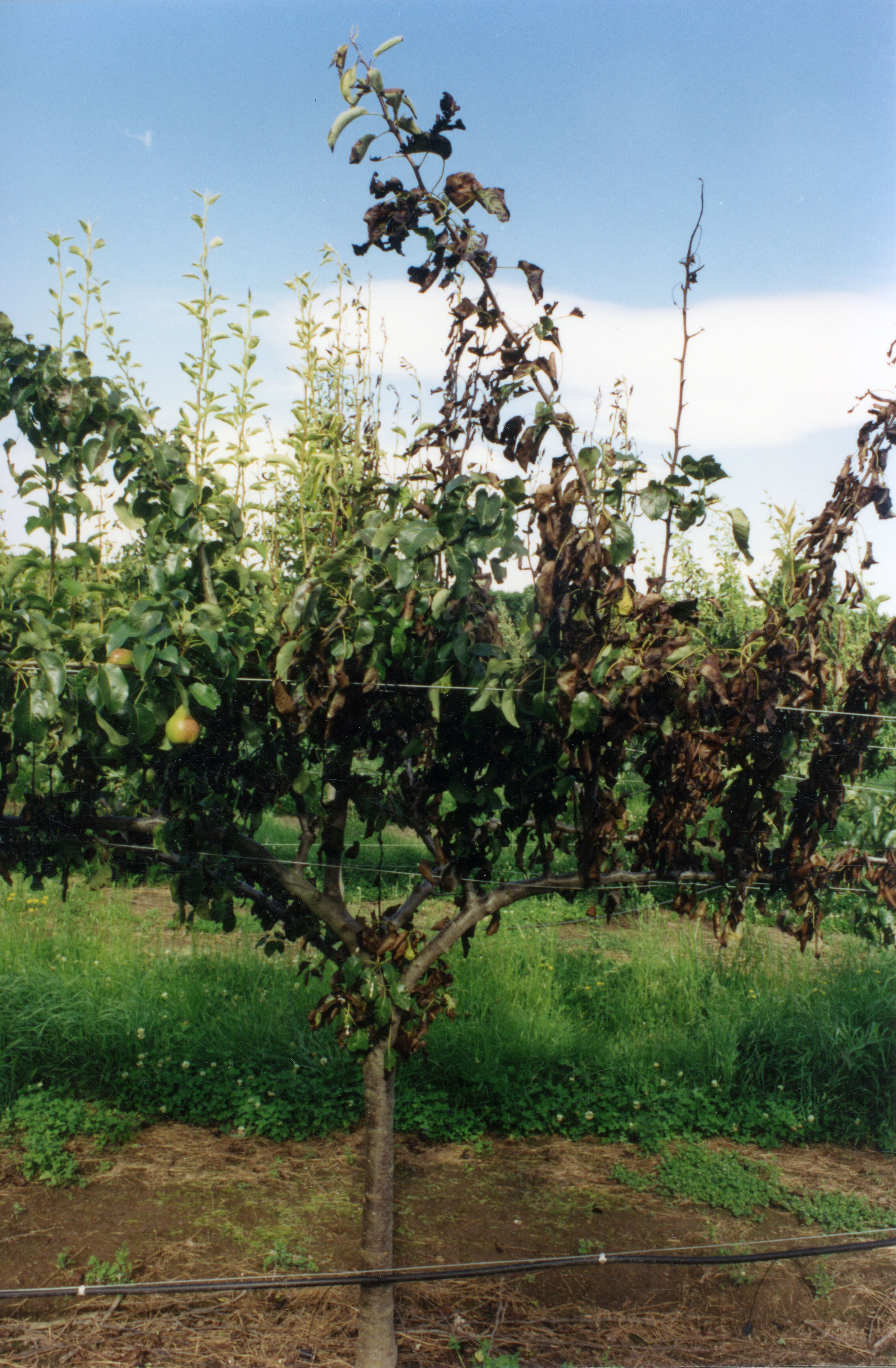 Horticulture Research Images 63