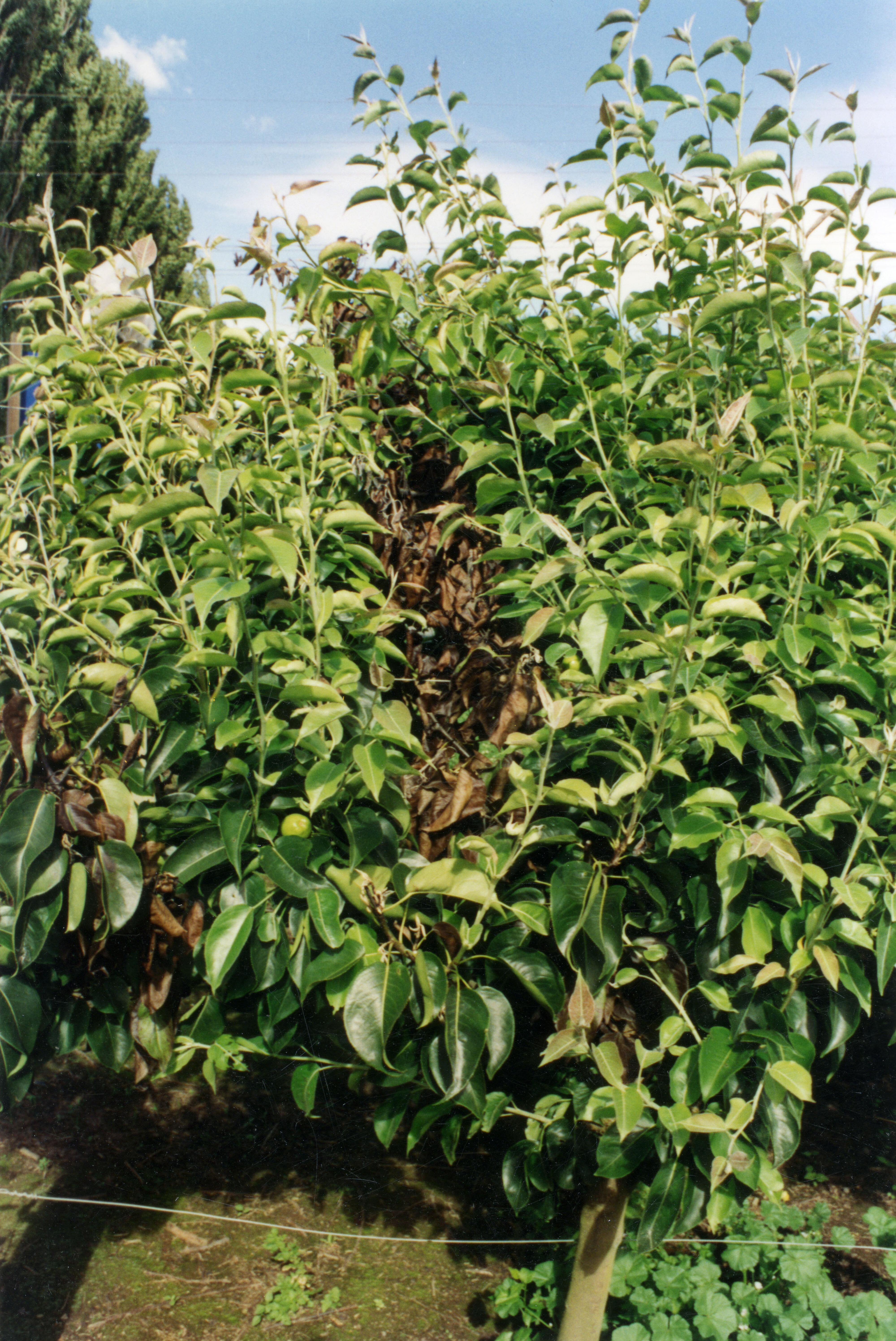Horticulture Research Images 65