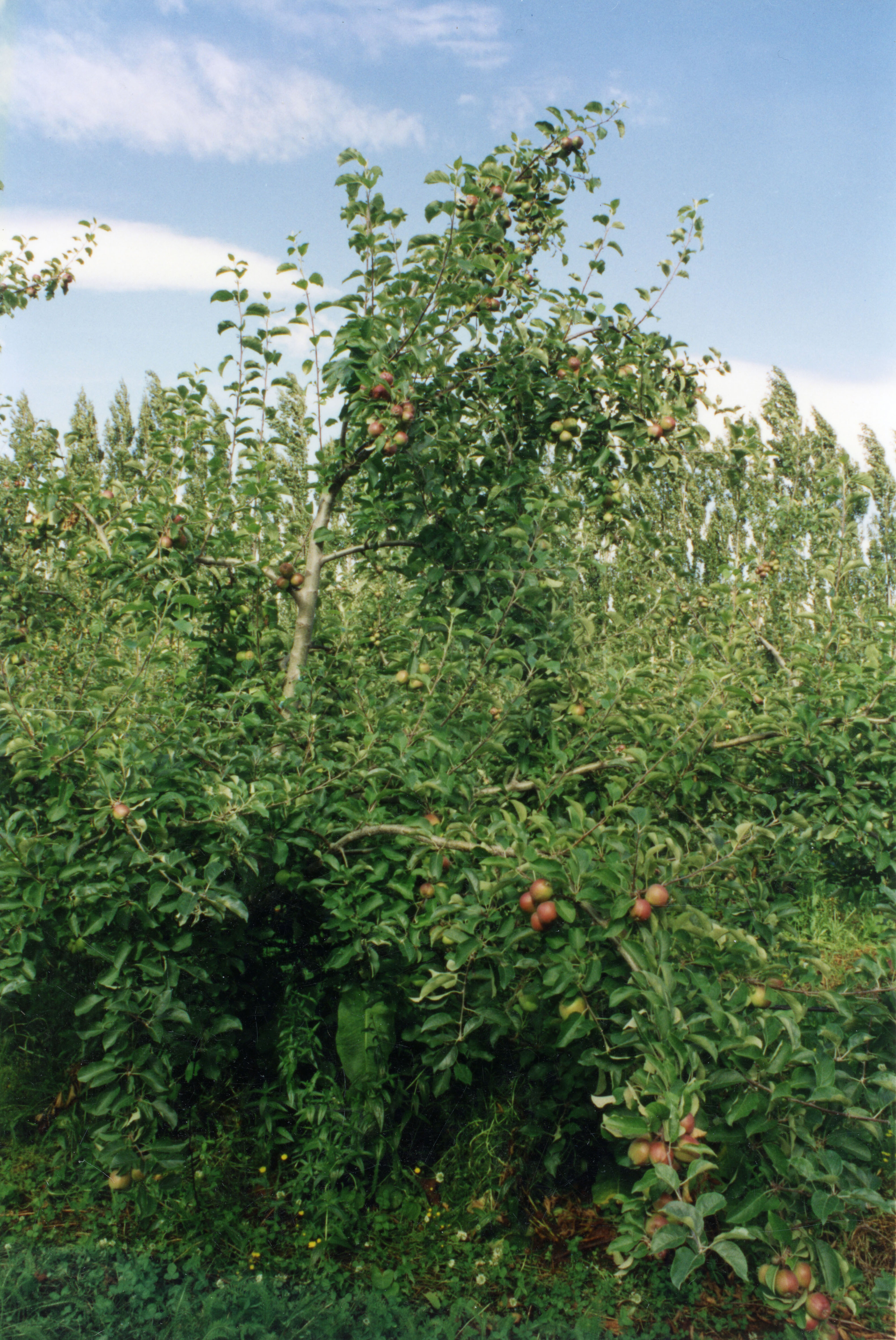 Horticulture Research Images 66