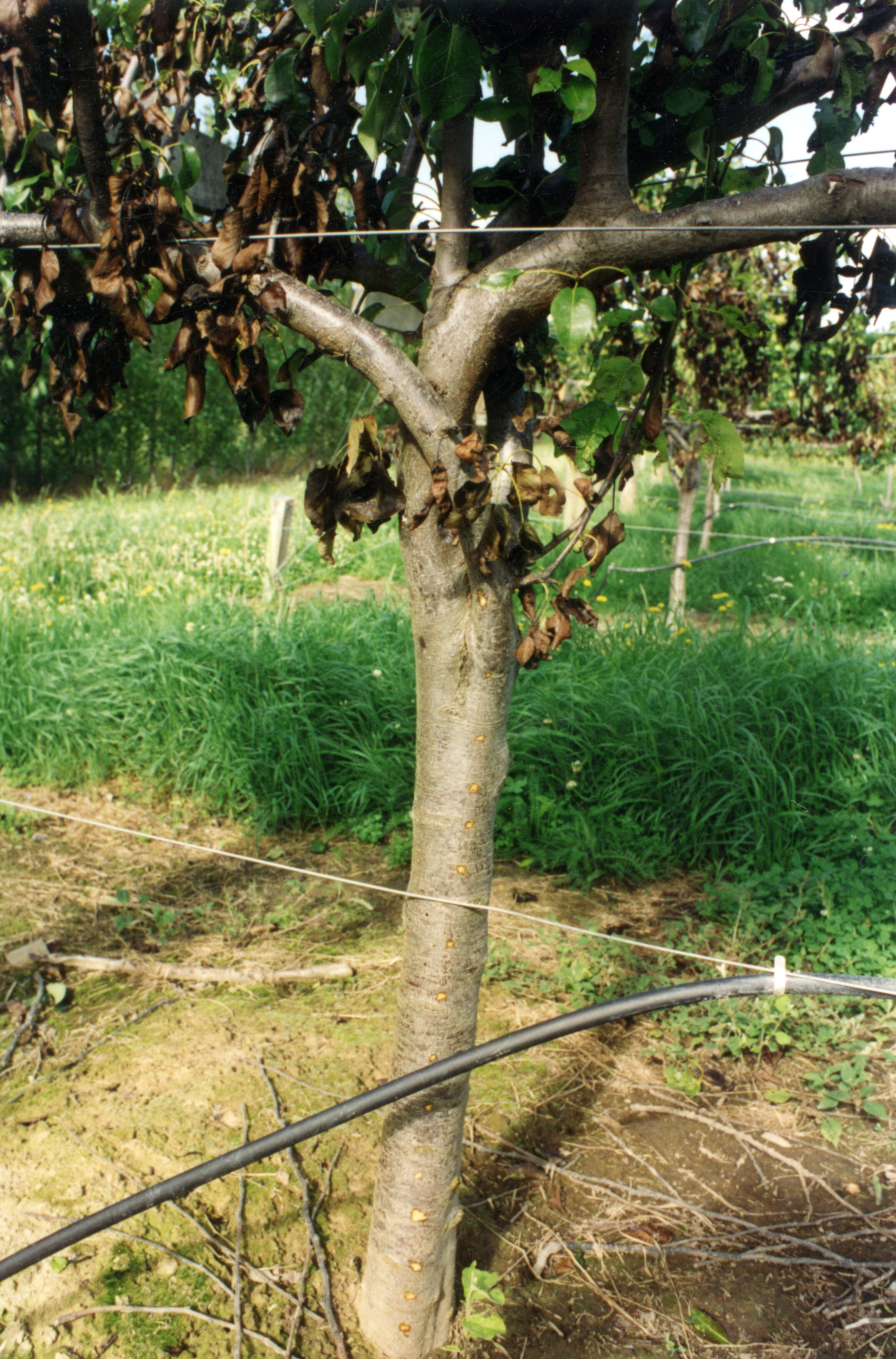 Horticulture Research Images 67