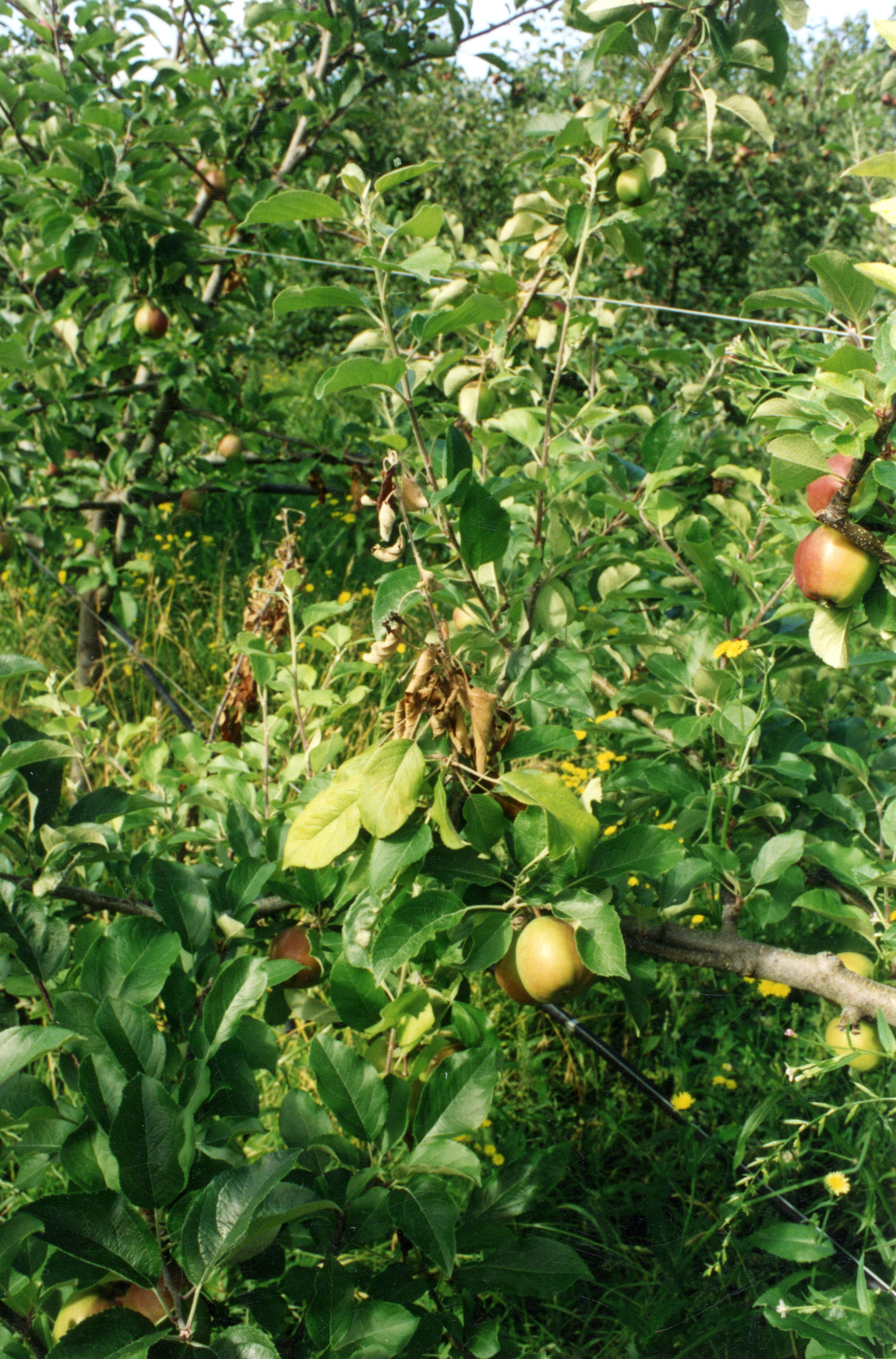 Horticulture Research Images 68