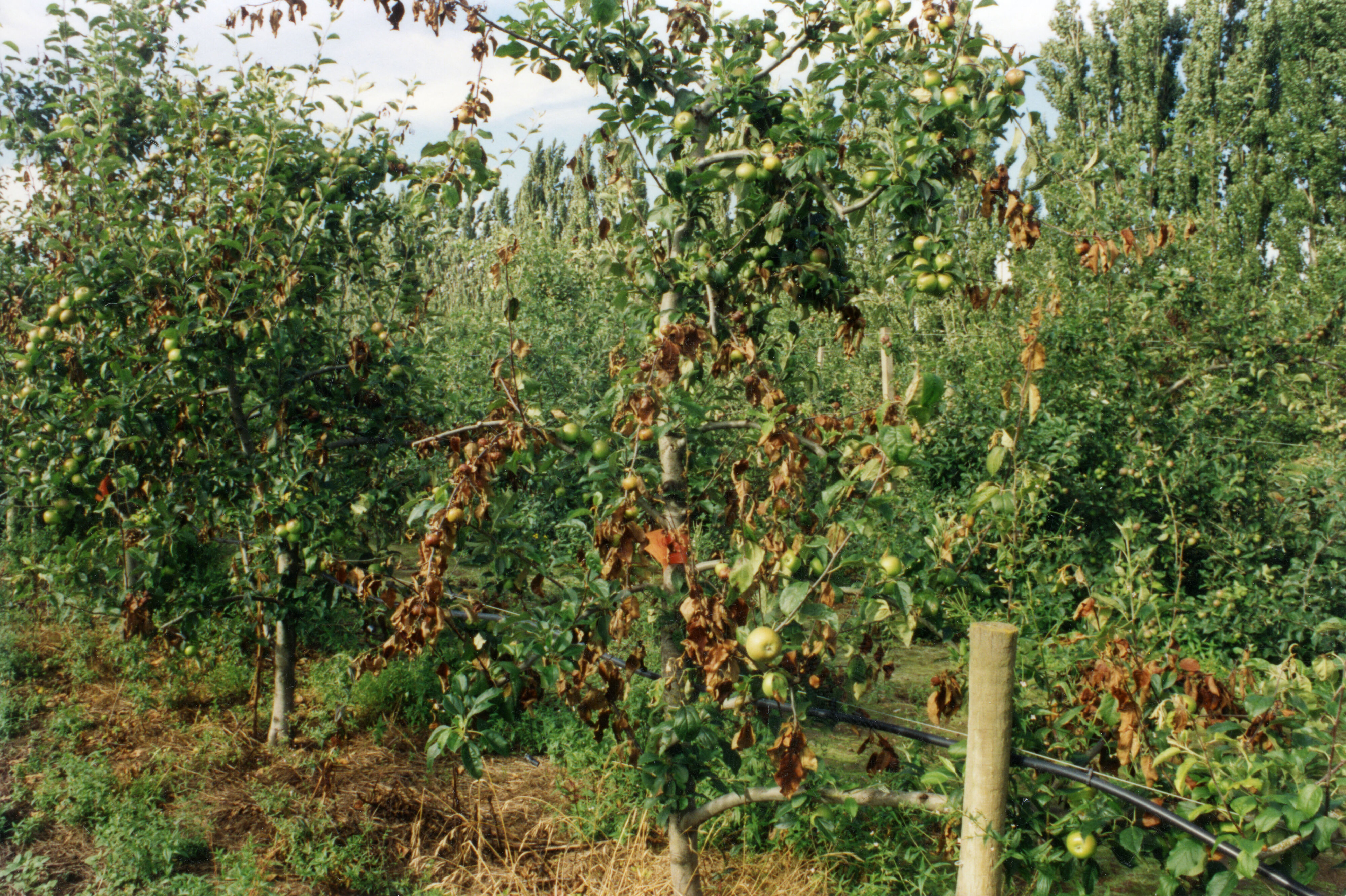 Horticulture Research Images 71