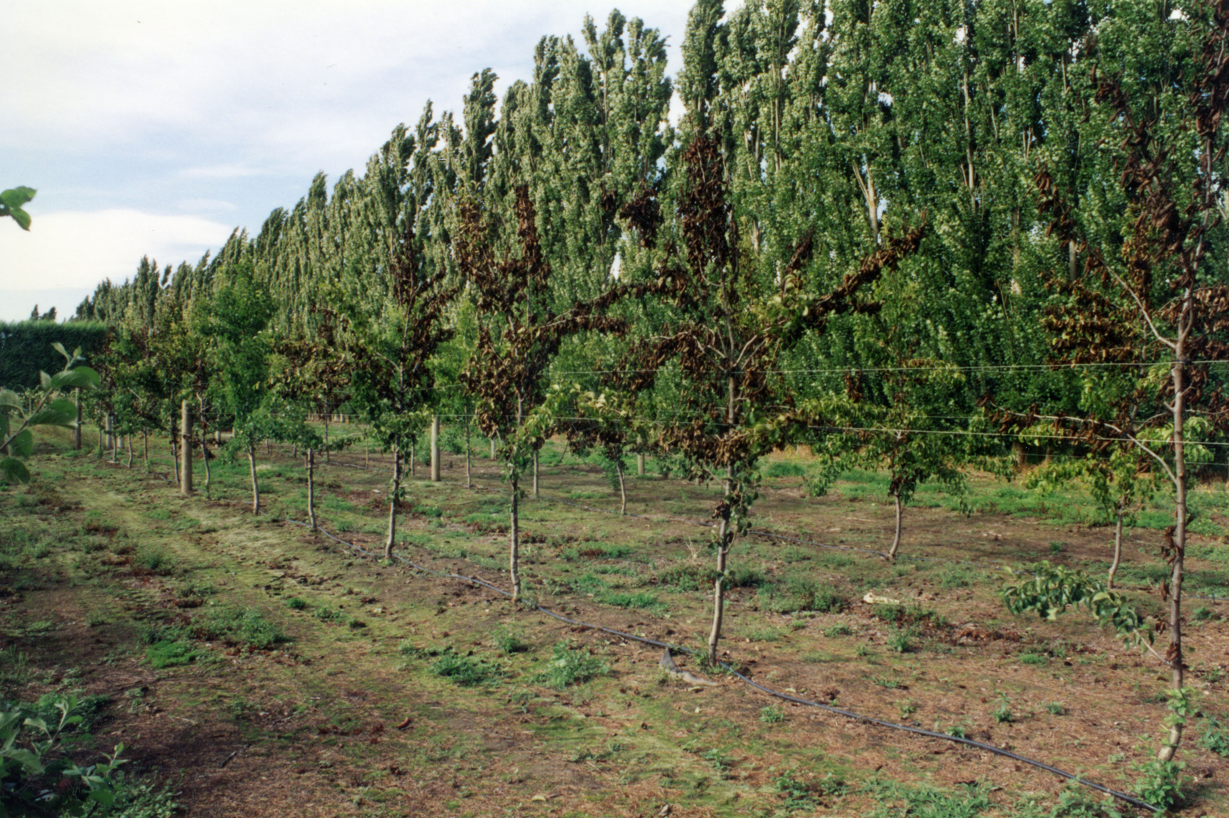 Horticulture Research Images 72
