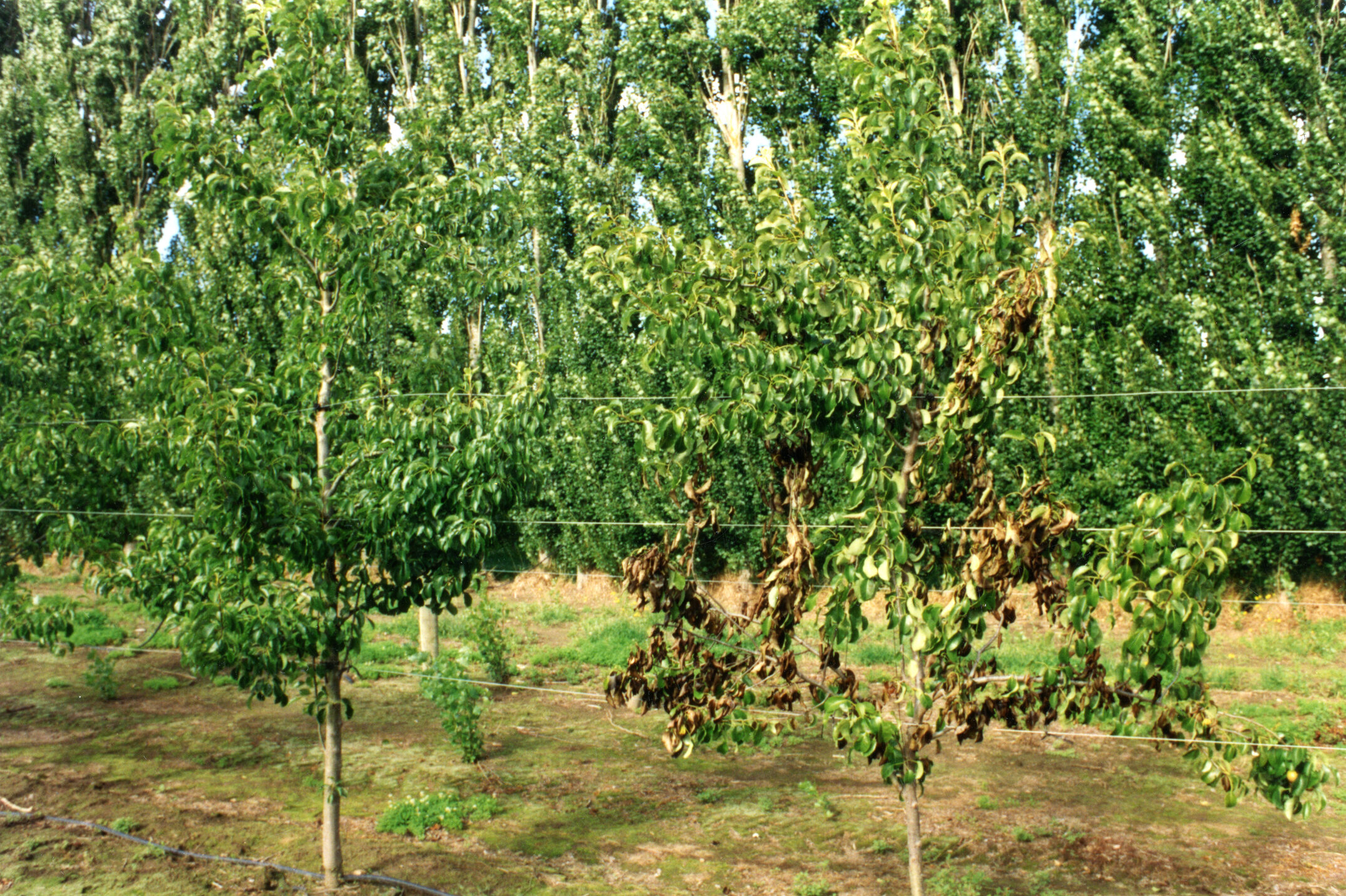 Horticulture Research Images 73