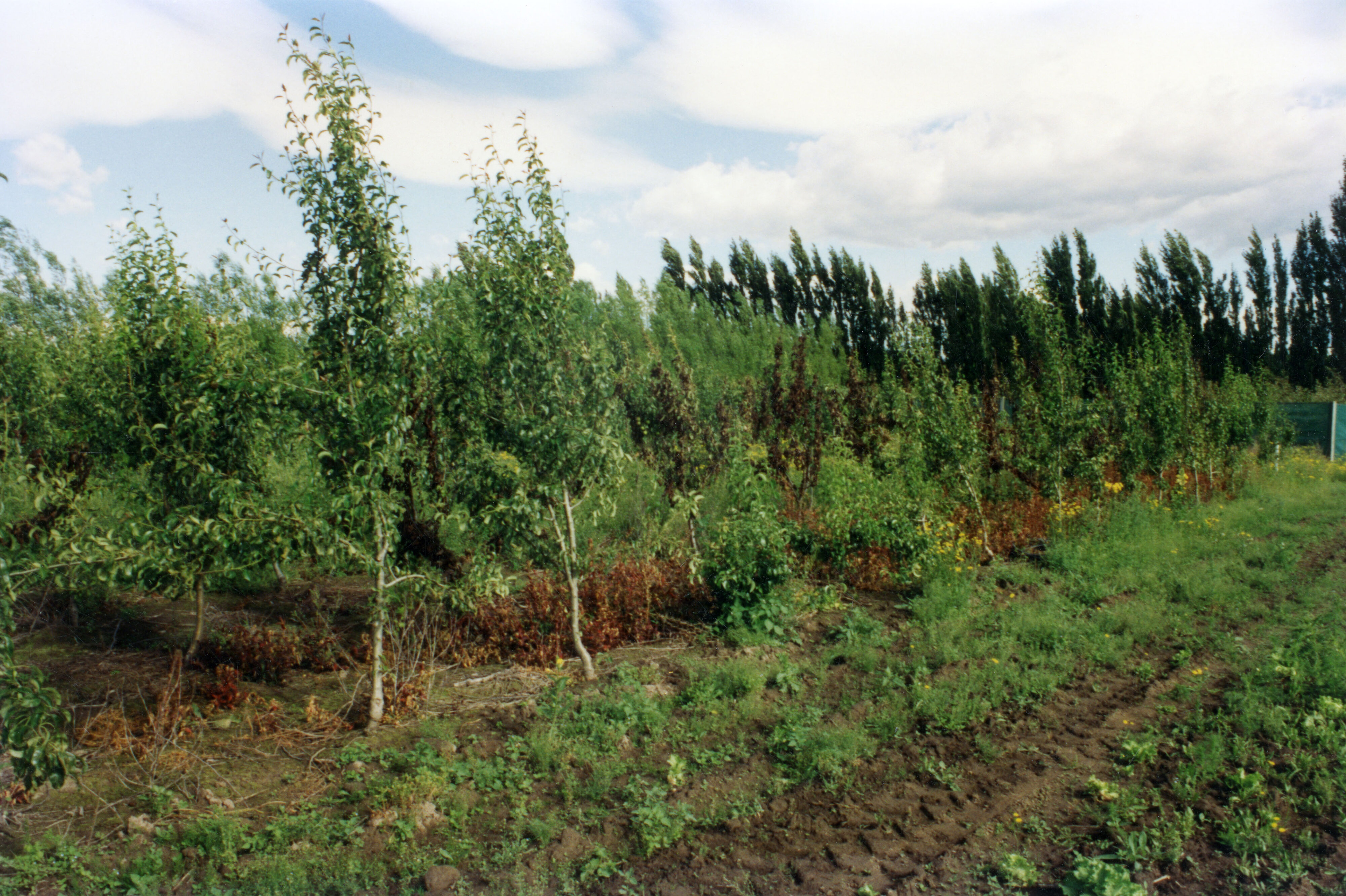 Horticulture Research Images 75