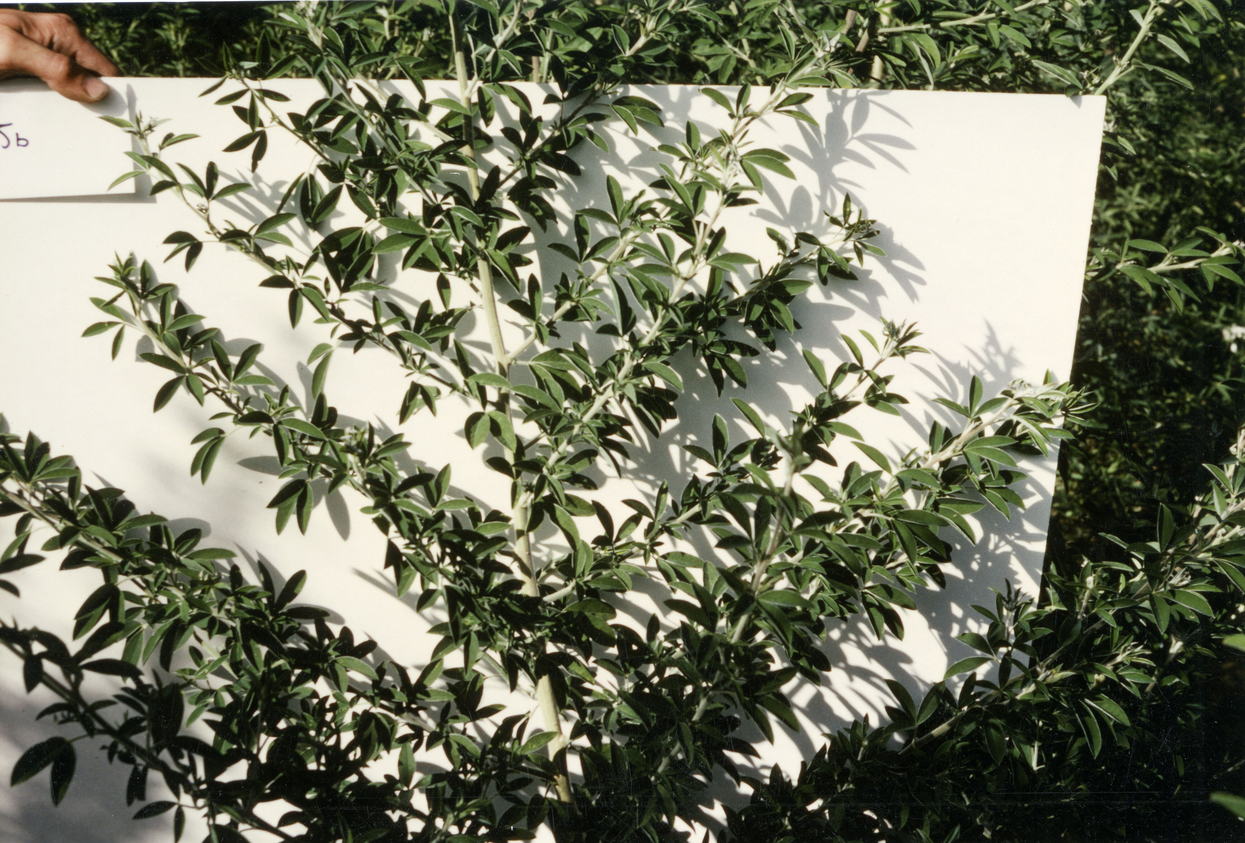 Horticulture Research Images 78
