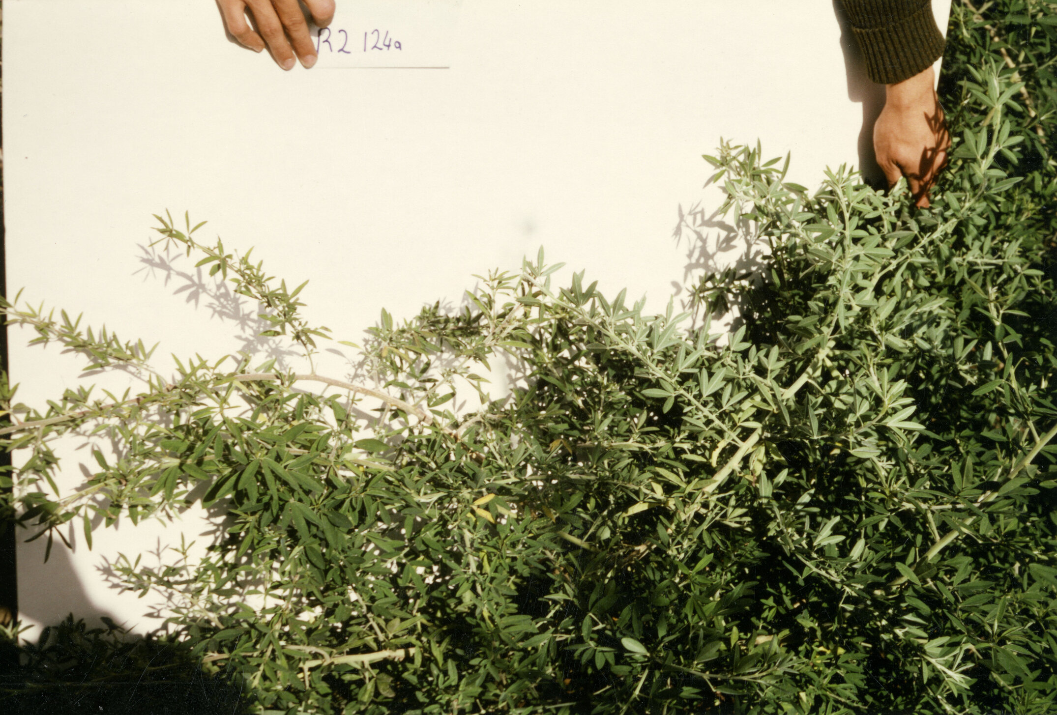 Horticulture Research Images 79