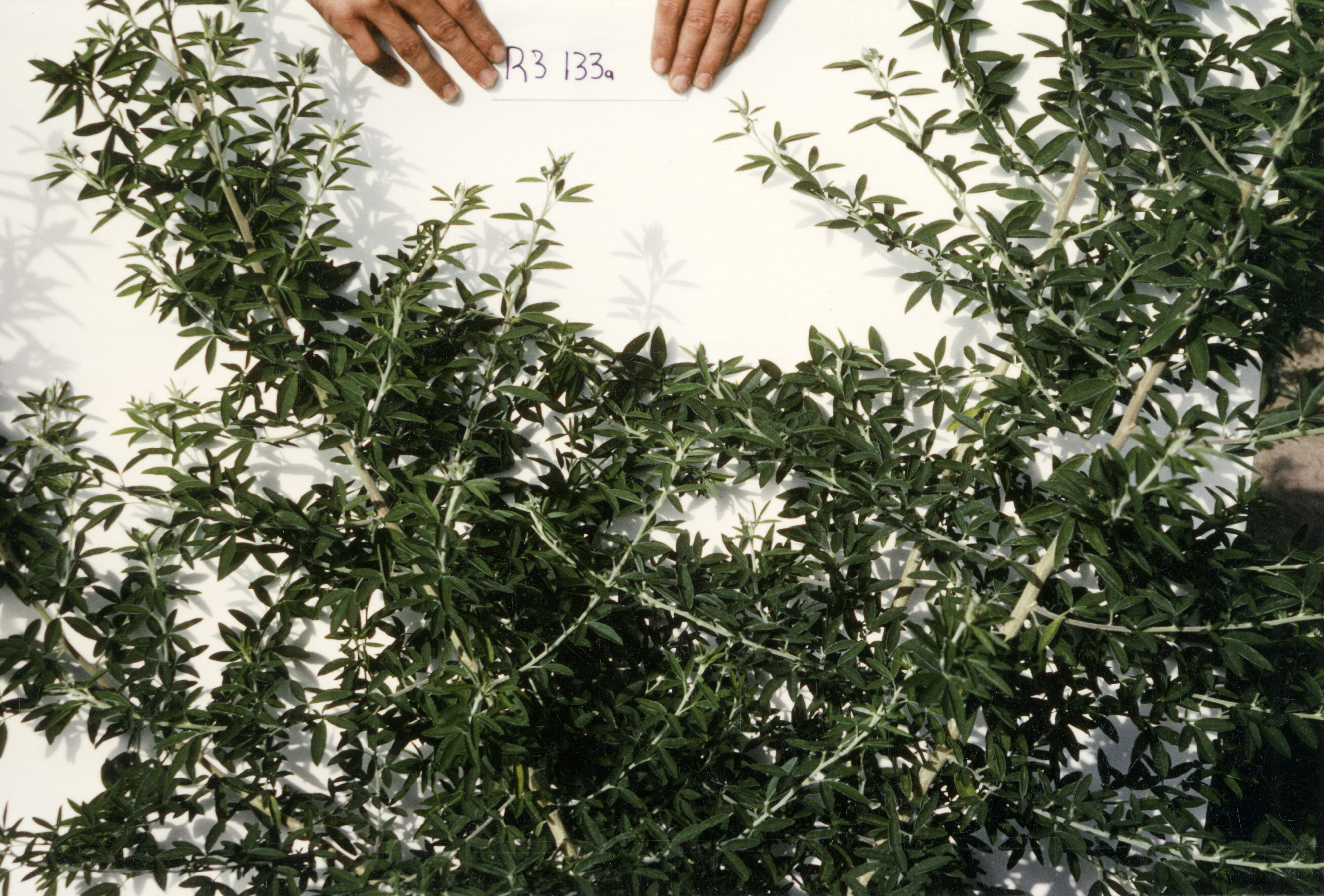 Horticulture Research Images 81