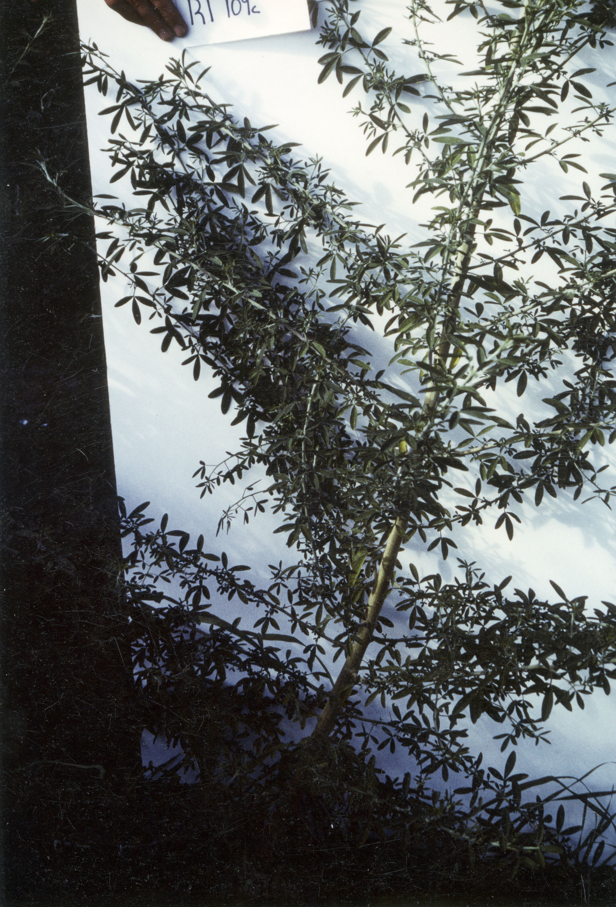 Horticulture Research Images 82